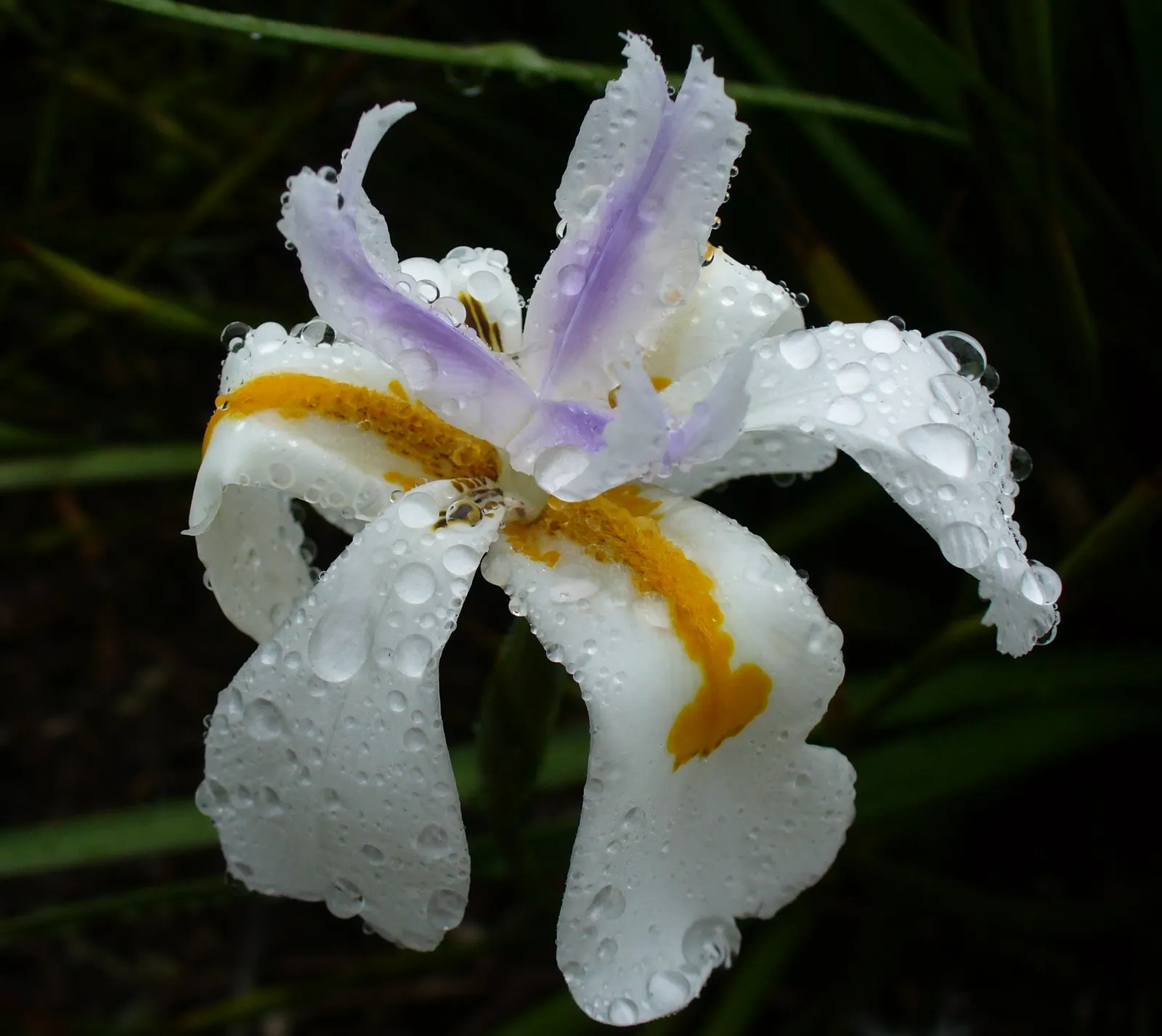 Large-Leaf African Iris (Dietes Grandiflora) — The dark green foliage forms dense clumps that provide a luscious backdrop for the showy