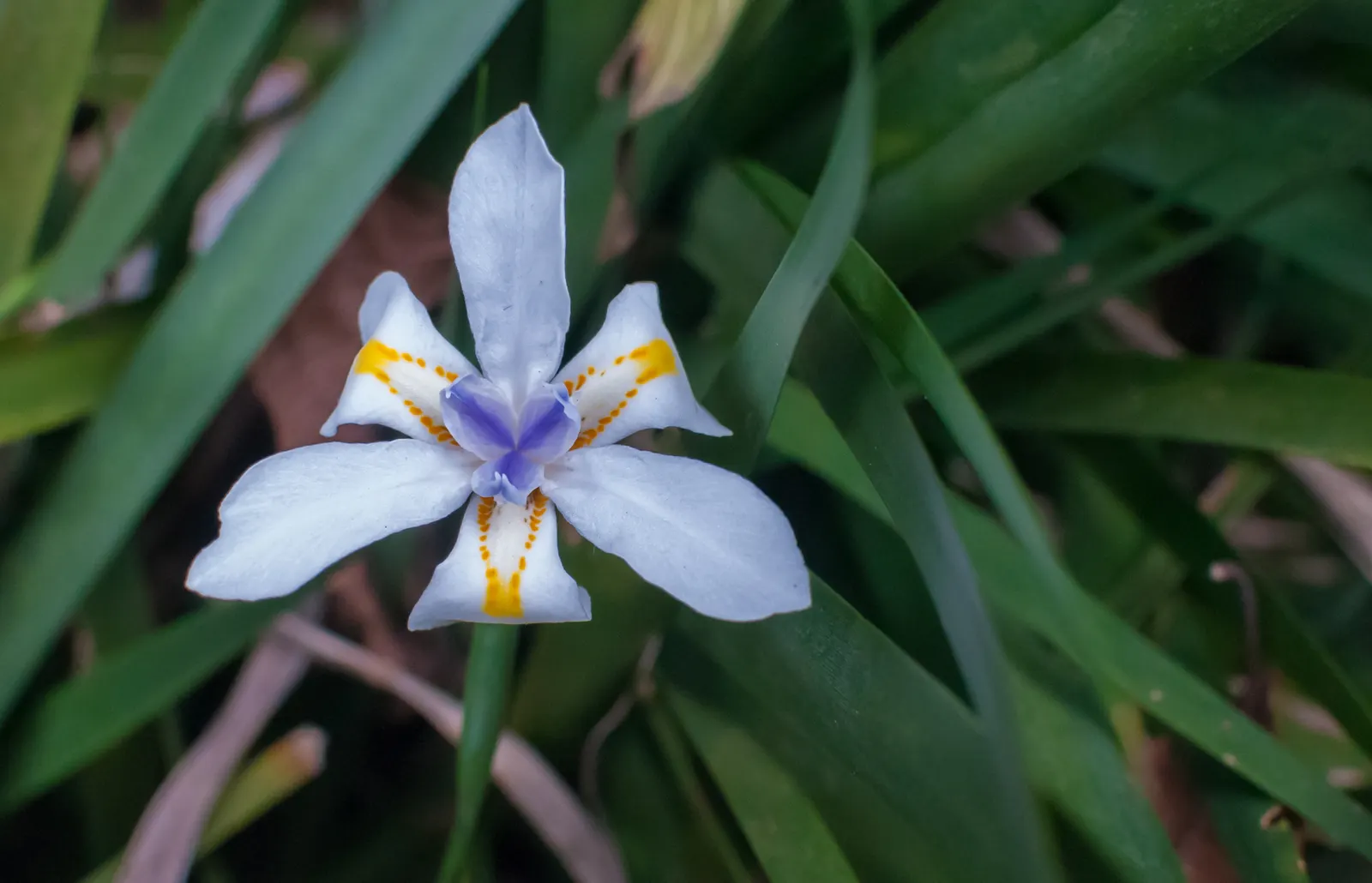 Large-Leaf African Iris (Dietes Grandiflora) — offering an enchanting display from late spring through summer