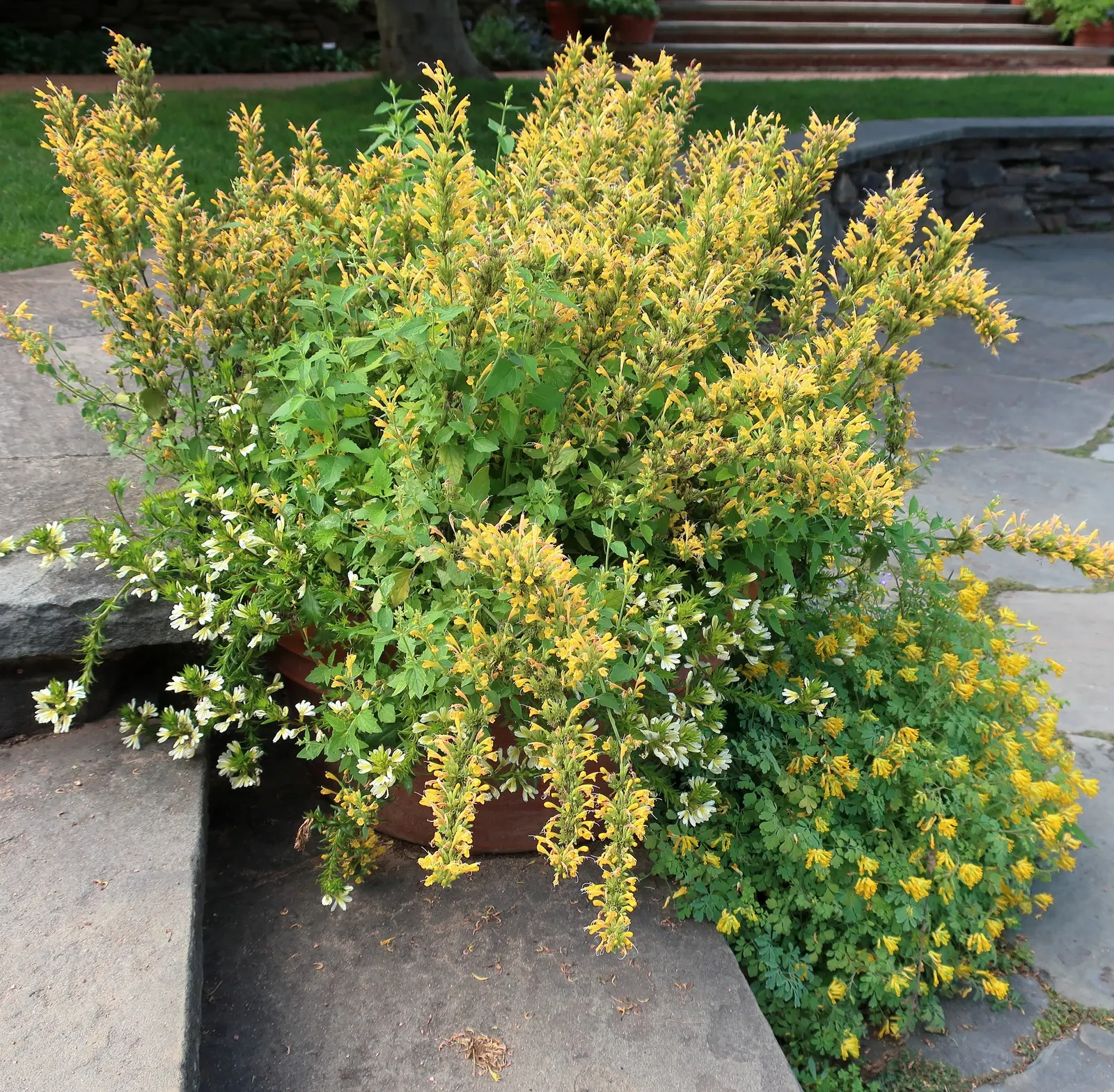 Kudos Yellow Dwarf Hummingbird Mint (Agastache 'Kudos Yellow') — reaching up to 16 inches tall and 14 inches wide