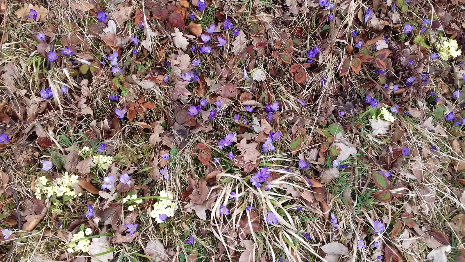 Crocus (Crocus Vernus) — A member of the Iridaceae family