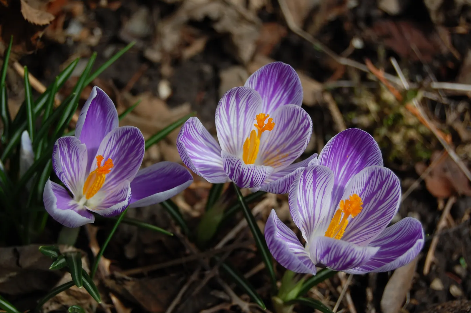 Crocus (Crocus Vernus) — A unique characteristic of crocuses is their cup-shaped