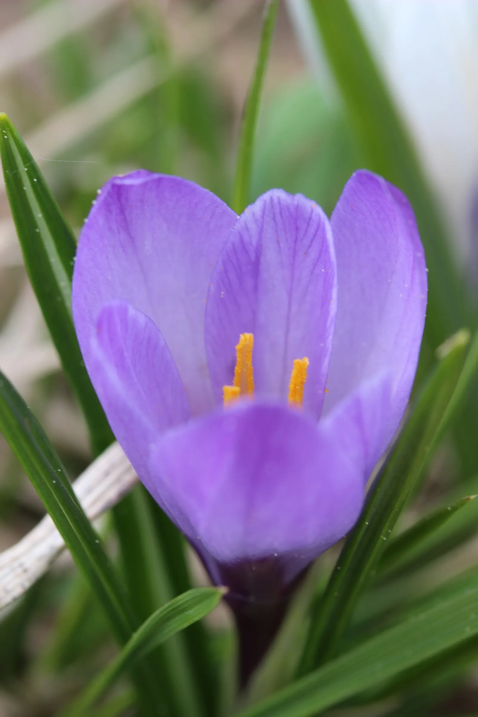 Crocus (Crocus Vernus) — When designing a garden landscape; 3 to 4 inches deep and about 2 to 3 inches apart, image 211