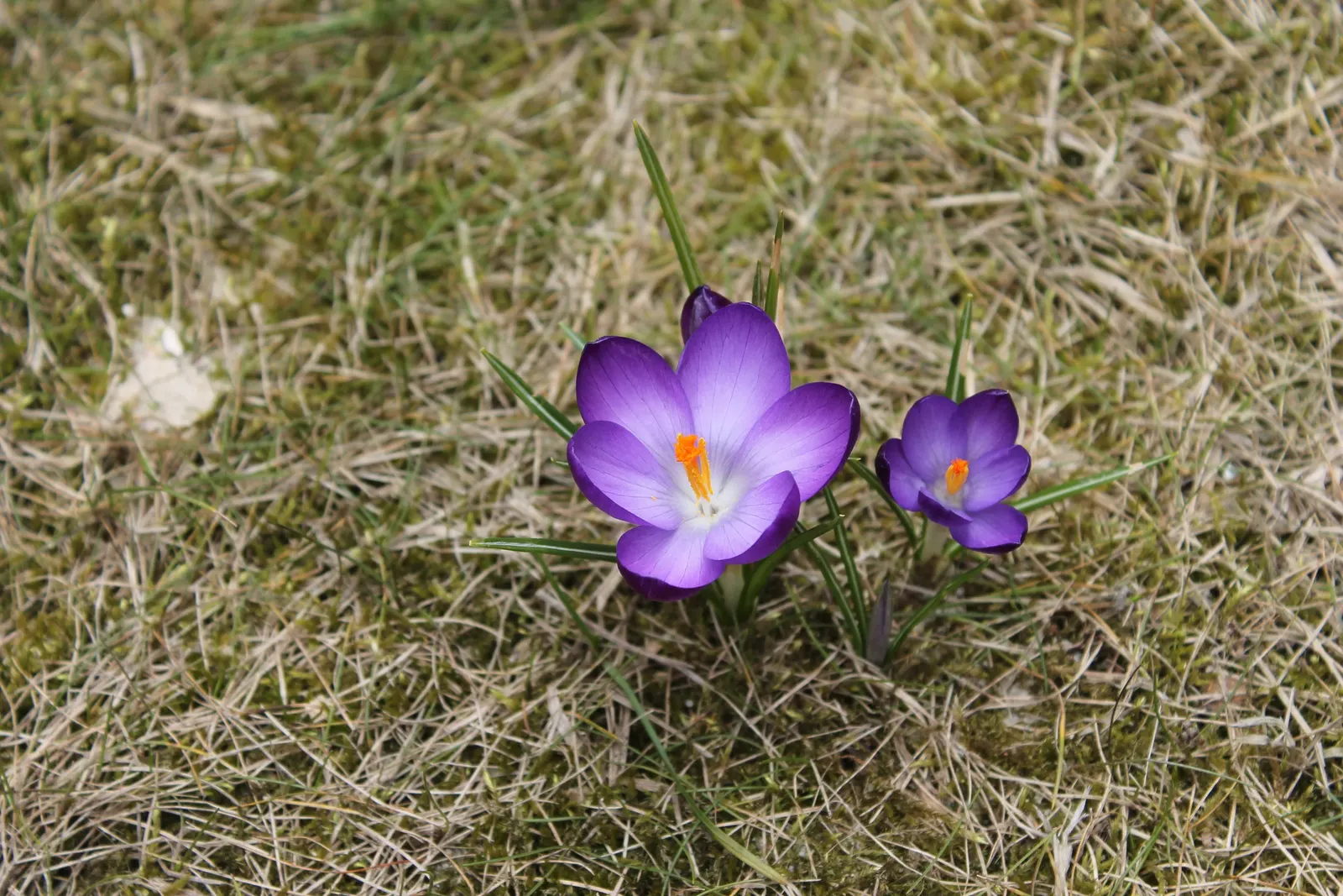 Crocus (Crocus Vernus) — offering early-season nectar for pollinators and a splash of color to awakening gardens; is an enchanting herbaceous perennial that