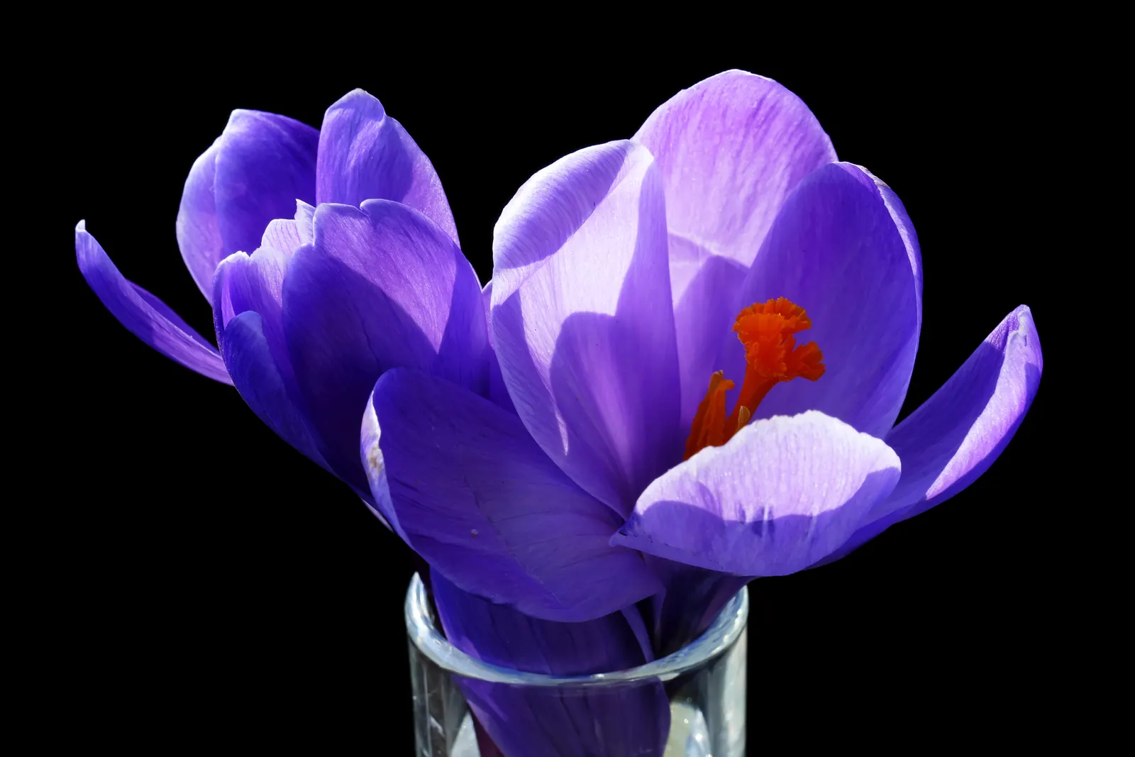 Crocus (Crocus Vernus) — Reaching 3-6 inches in height, it thrives in full sun to partial shade and well-draining soil; in well-drained soil to ensure proper