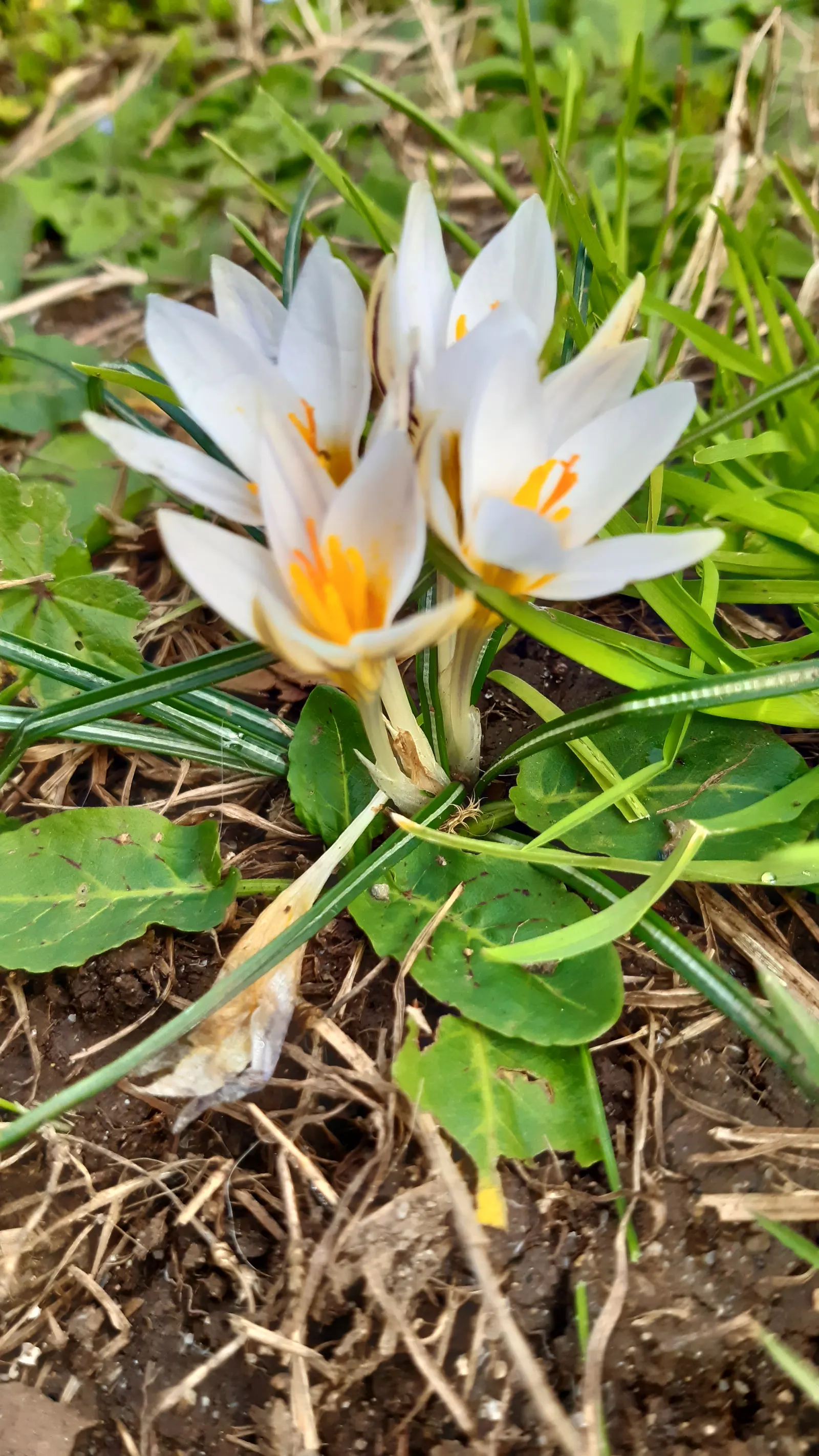 Crocus (Crocus Vernus) — It's resistant to deer and other pests; reaching 3-6 inches in height, it thrives in full sun to partial shade and, image 116