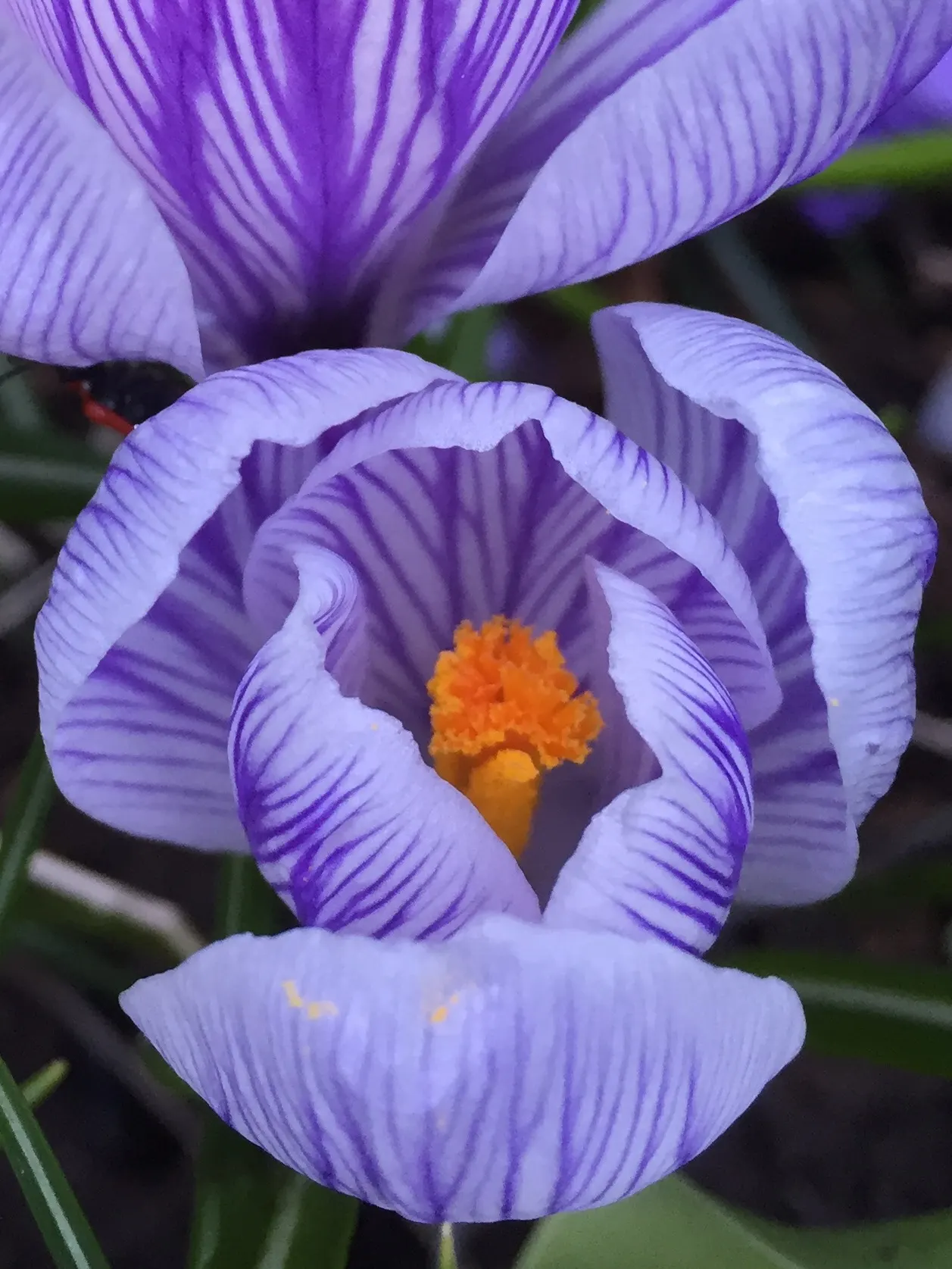 Crocus (Crocus Vernus) — vibrant flowers in purple; with each bulb producing narrow, image 126