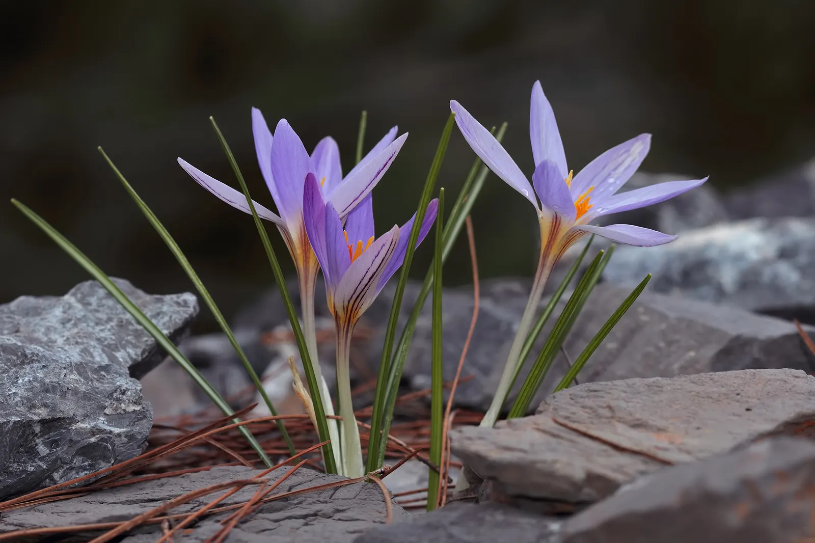 Crocus (Crocus Vernus) — Crocus vernus reaches a modest height of 4 to 6 inches; this low-maintenance perennial is ideal for naturalizing in lawns, image 134