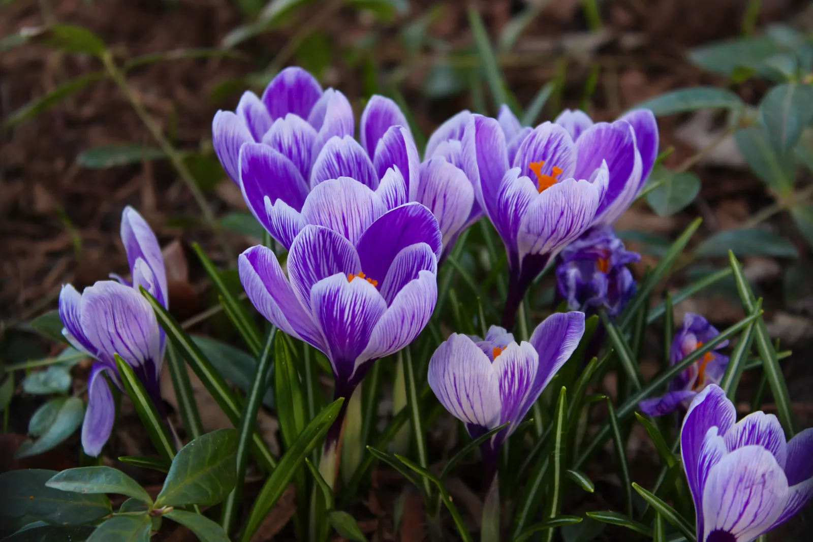 Crocus (Crocus Vernus) — purple and white flowers in the garden; and deep yellows to striped or variegated patterns, image 122