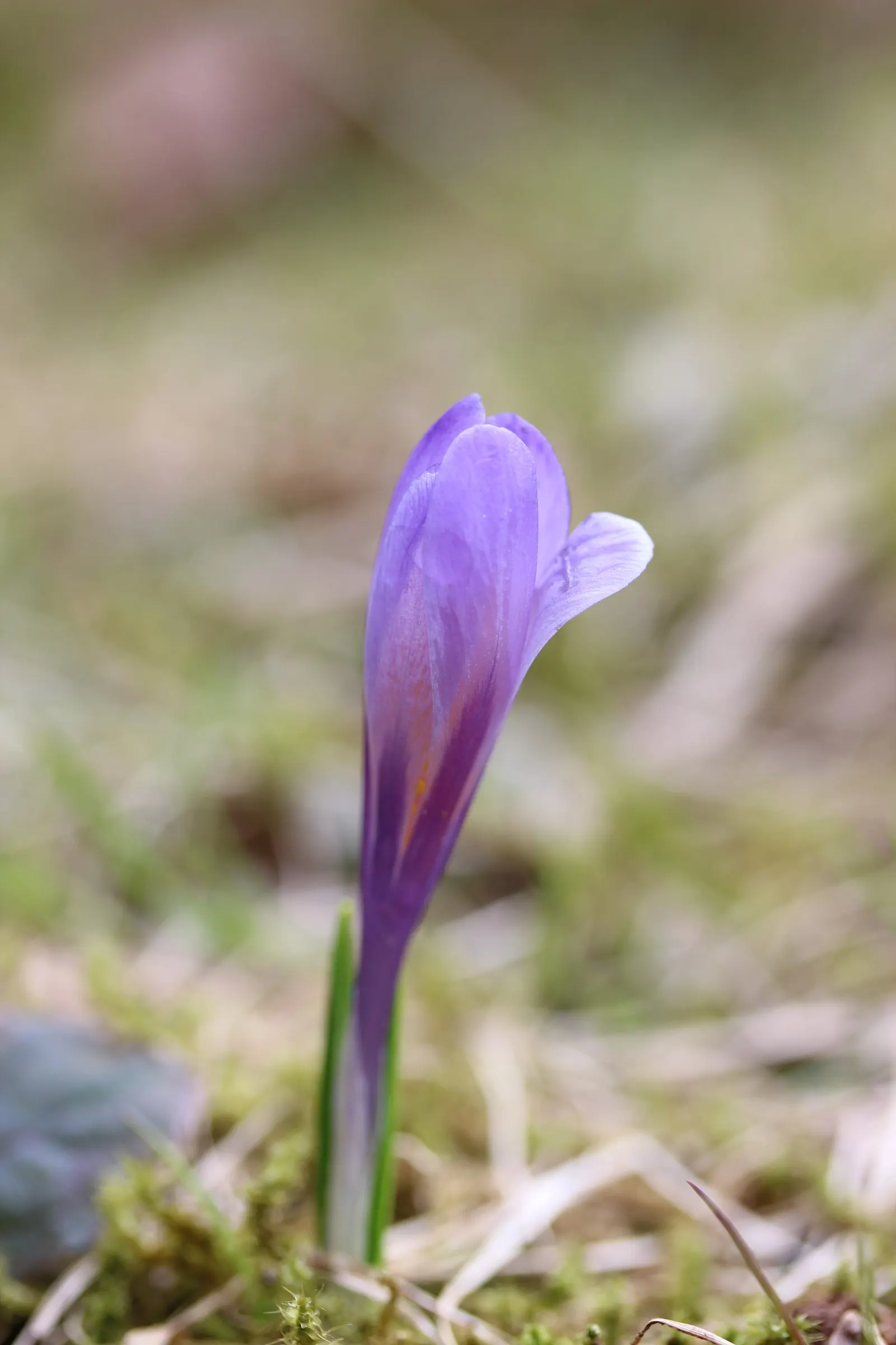 Crocus (Crocus Vernus) — These plants thrive in full sun to partial shade and are hardy in USDA zones 3 through 8; offering early-season nectar for, image 205