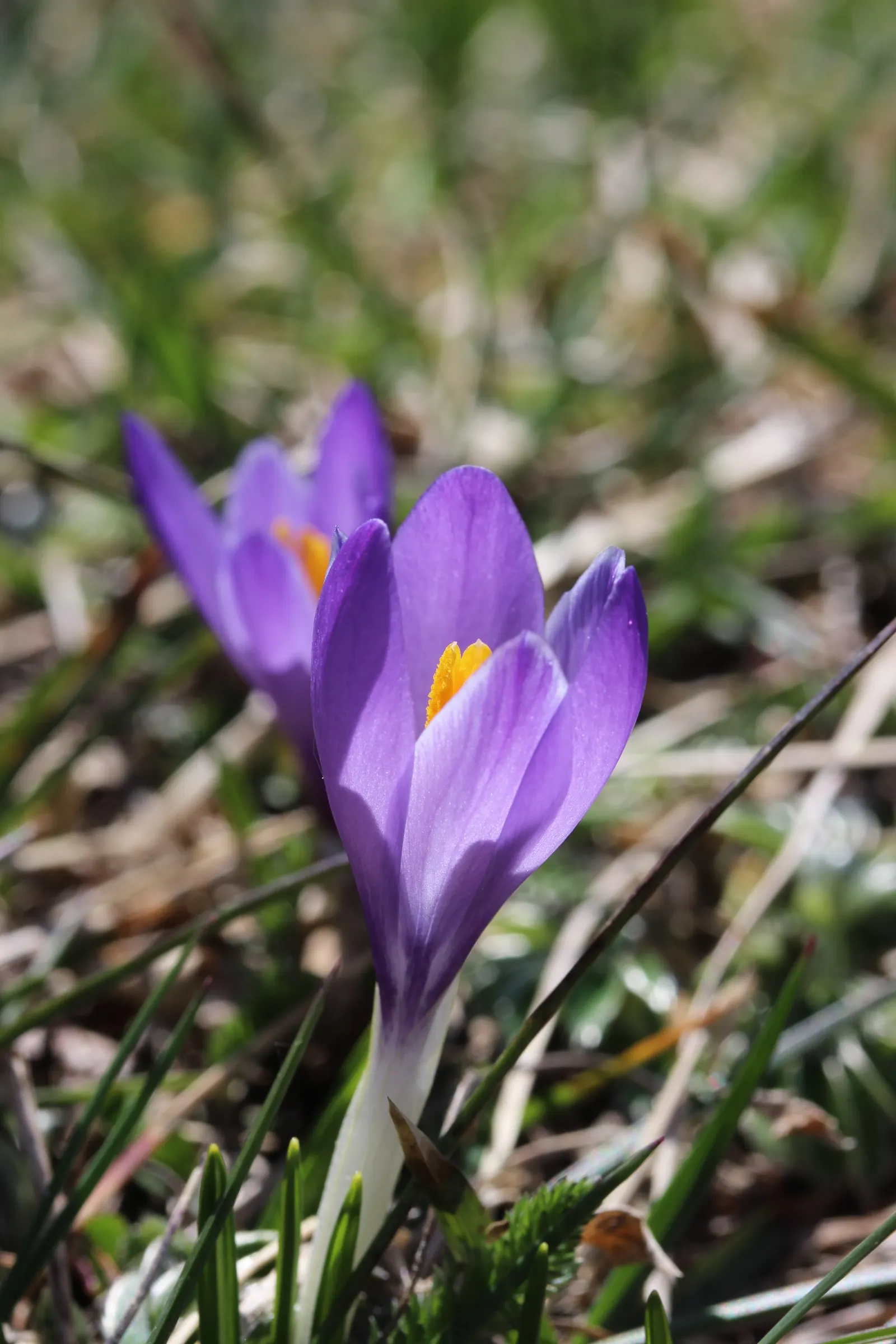 Crocus (Crocus Vernus) — Reaching 3-6 inches in height, it thrives in full sun to partial shade and well-draining soil