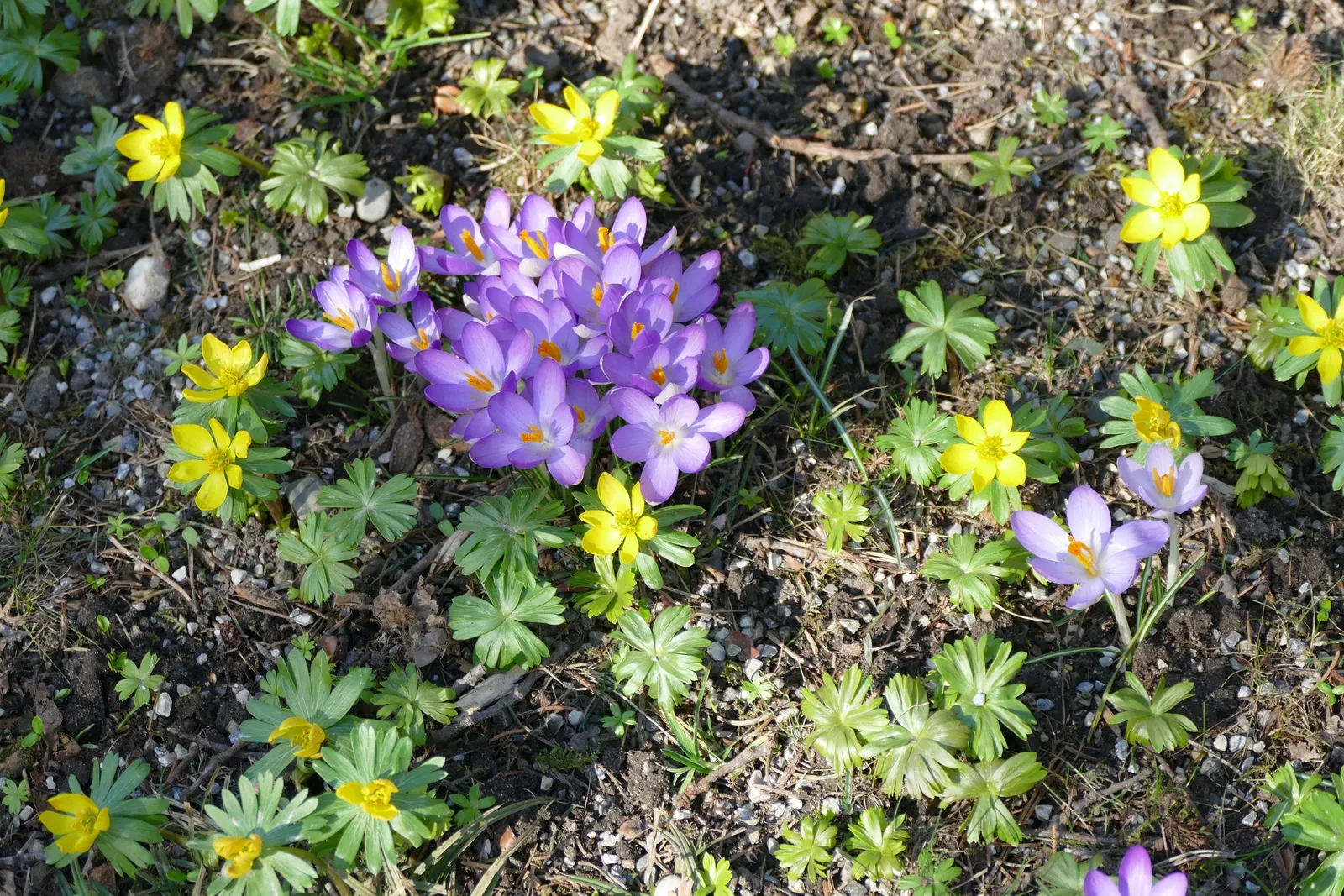 Crocus (Crocus Vernus) — and is an excellent choice for rock gardens; crocus vernus reaches a modest height of 4 to 6 inches, image 117