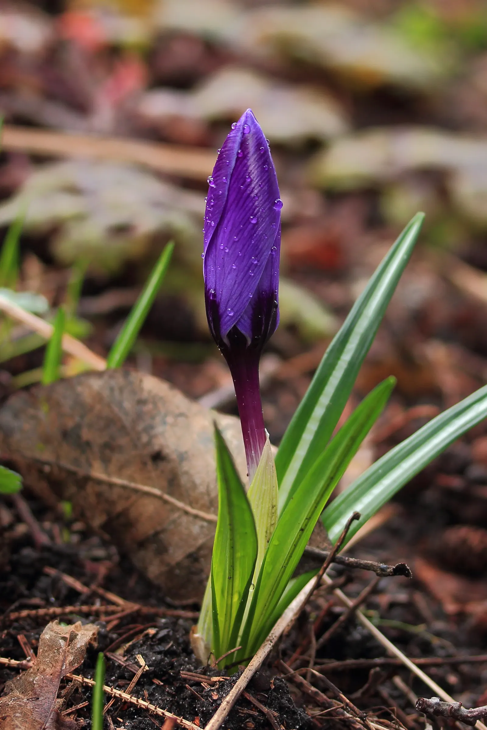 Crocus (Crocus Vernus) — meaning they will gradually multiply and spread over the years; the blooms exhibit a stunning range of colors, image 144