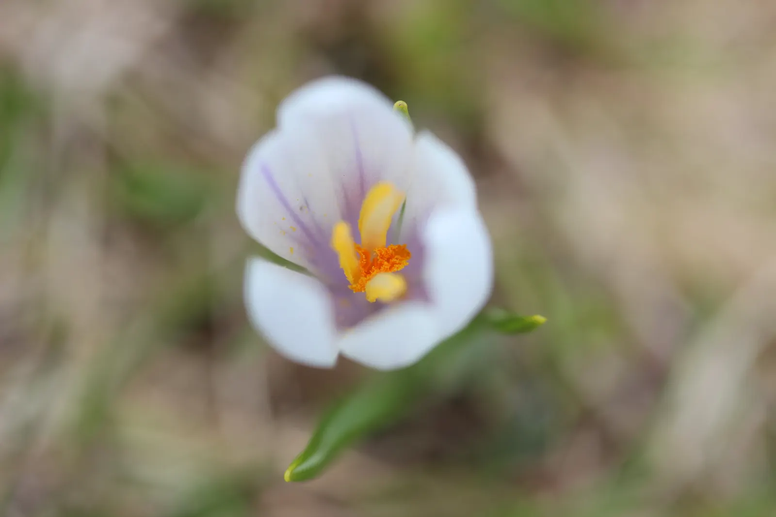 Crocus (Crocus Vernus) — Plant corms 3-4 inches deep and 2-3 inches apart