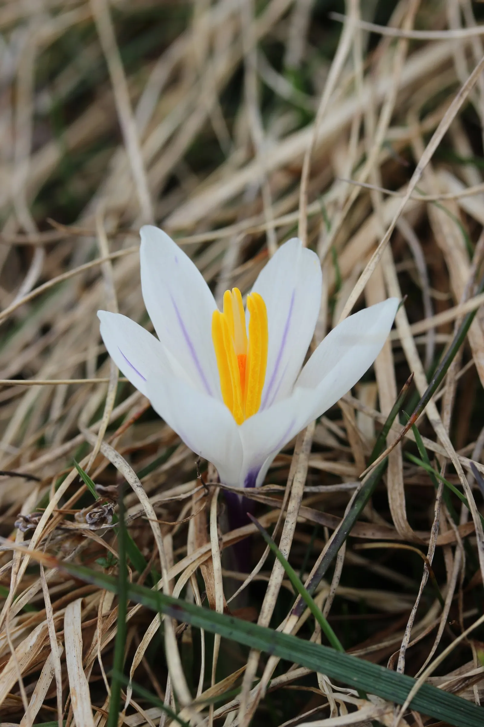 Crocus (Crocus Vernus) — often even pushing up through the snow
