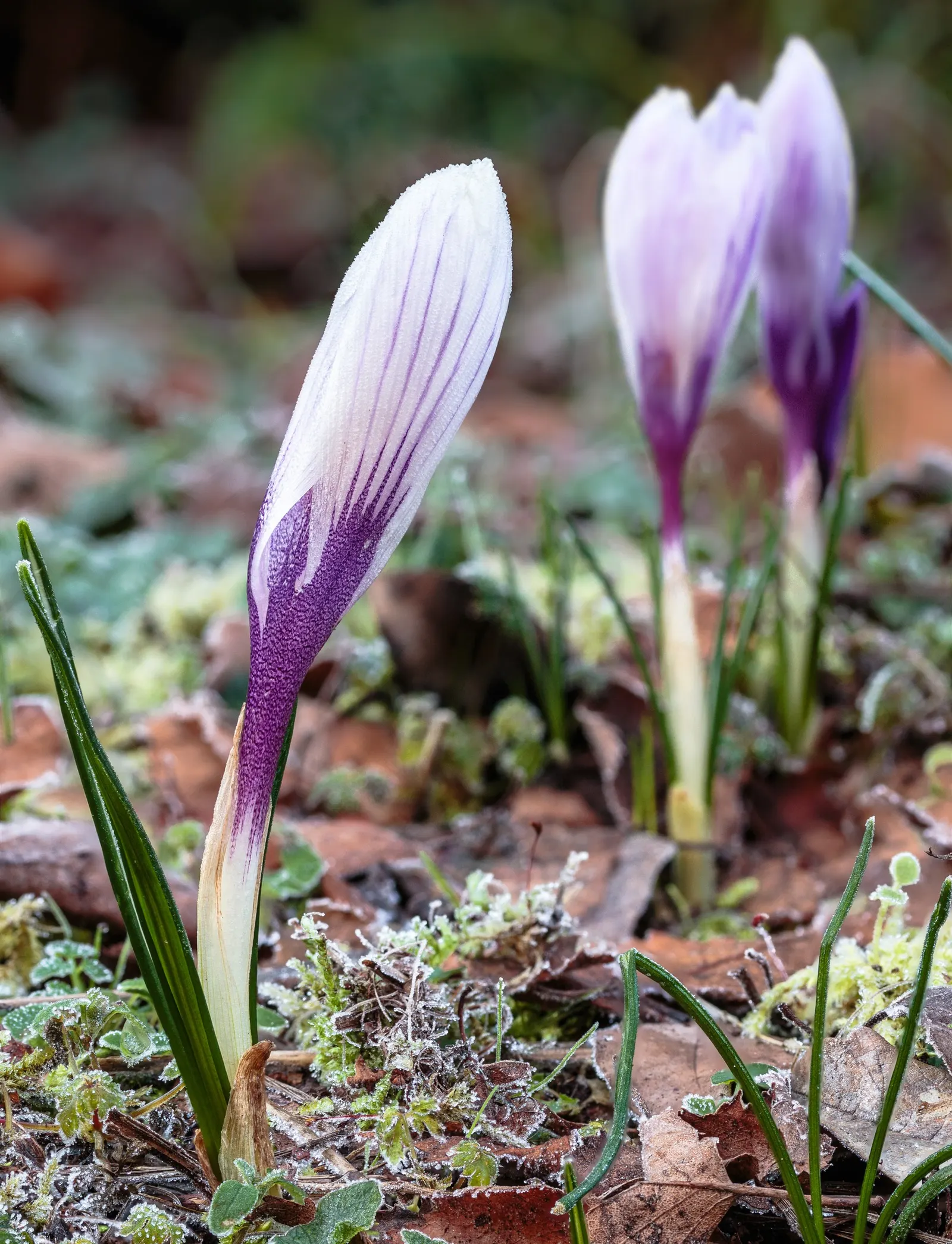Crocus (Crocus Vernus) — 3 to 4 inches deep and about 2 to 3 inches apart; it's resistant to deer and other pests, image 110