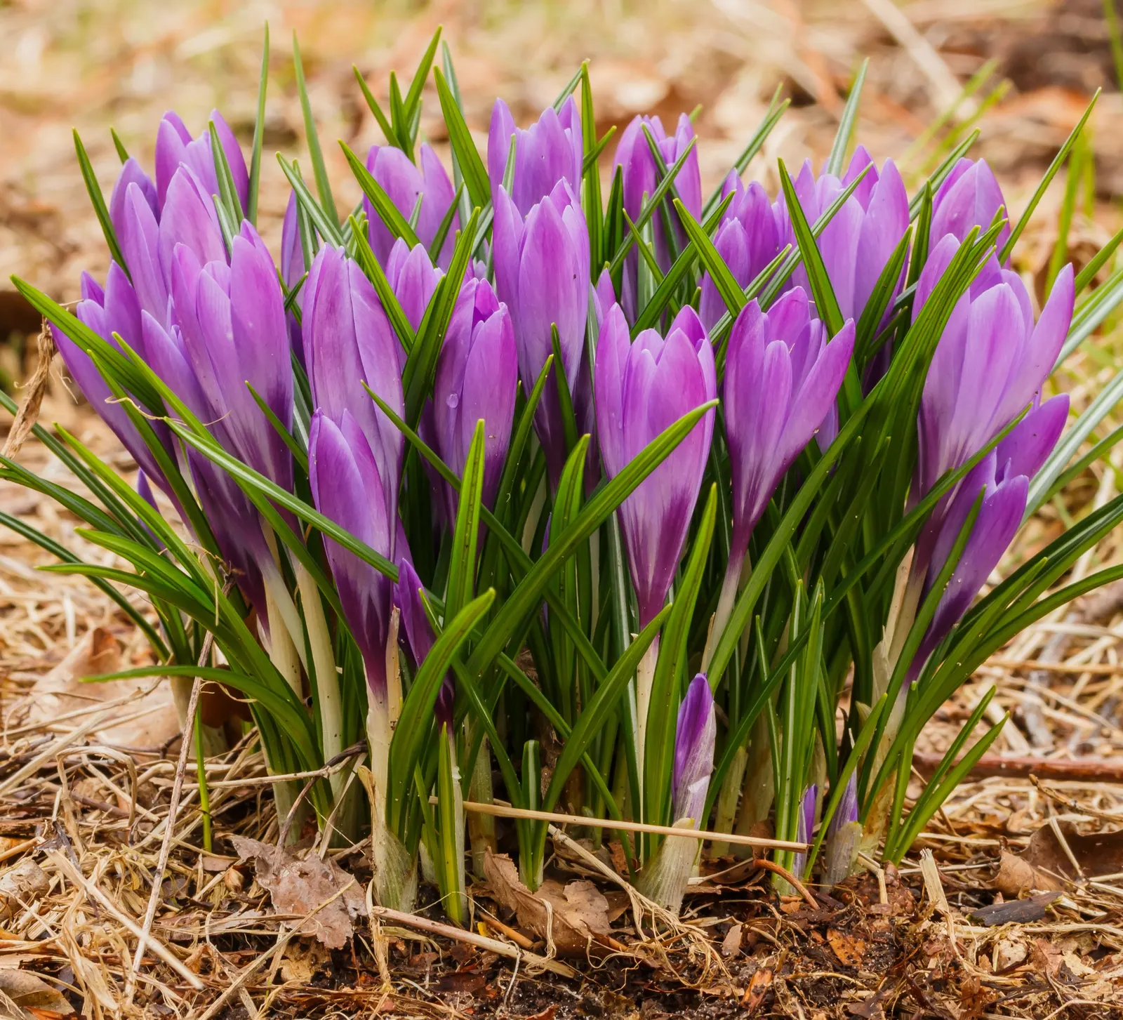Crocus (Crocus Vernus) — with each flower measuring approximately 1 to 1.5 inches in diameter; a member of the Iridaceae family, image 139