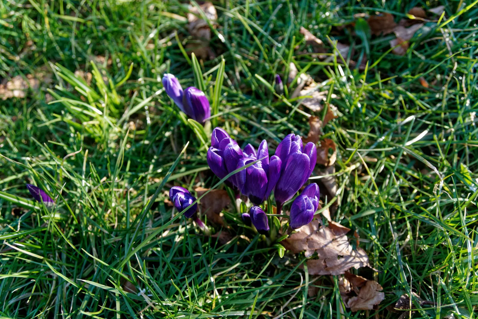 Crocus (Crocus Vernus) — bulb with purple and white blooms; creating a more vivid display with each passing season.<br><br>Crocus vernus is a, image 123