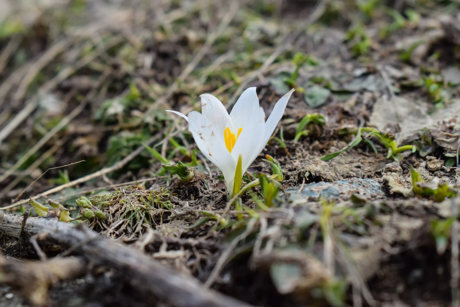 Crocus (Crocus Vernus) — is a herald of spring with cup-shaped; plant corms 3-4 inches deep and 2-3 inches apart