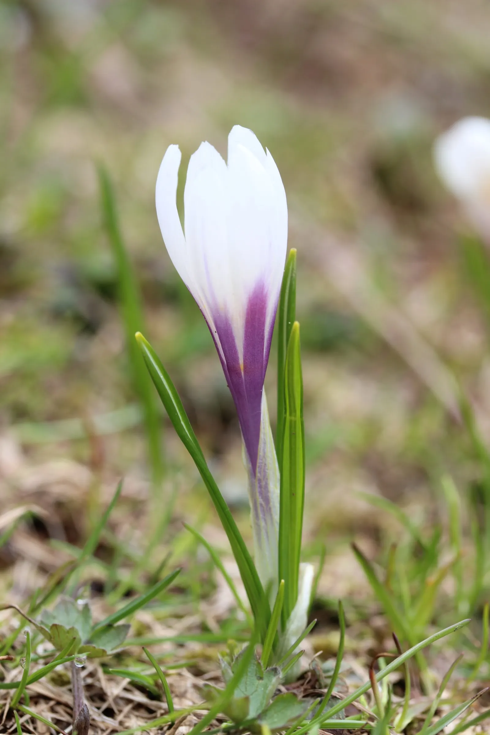 Crocus (Crocus Vernus) — creating a more vivid display with each passing season.<br><br>Crocus vernus is a low-maintenance plant
