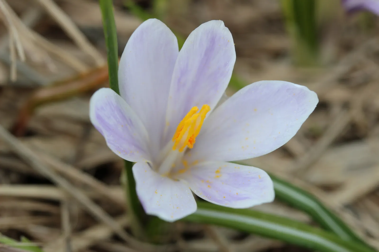 Crocus (Crocus Vernus) — commonly referred to as the Spring Crocus or Giant Crocus