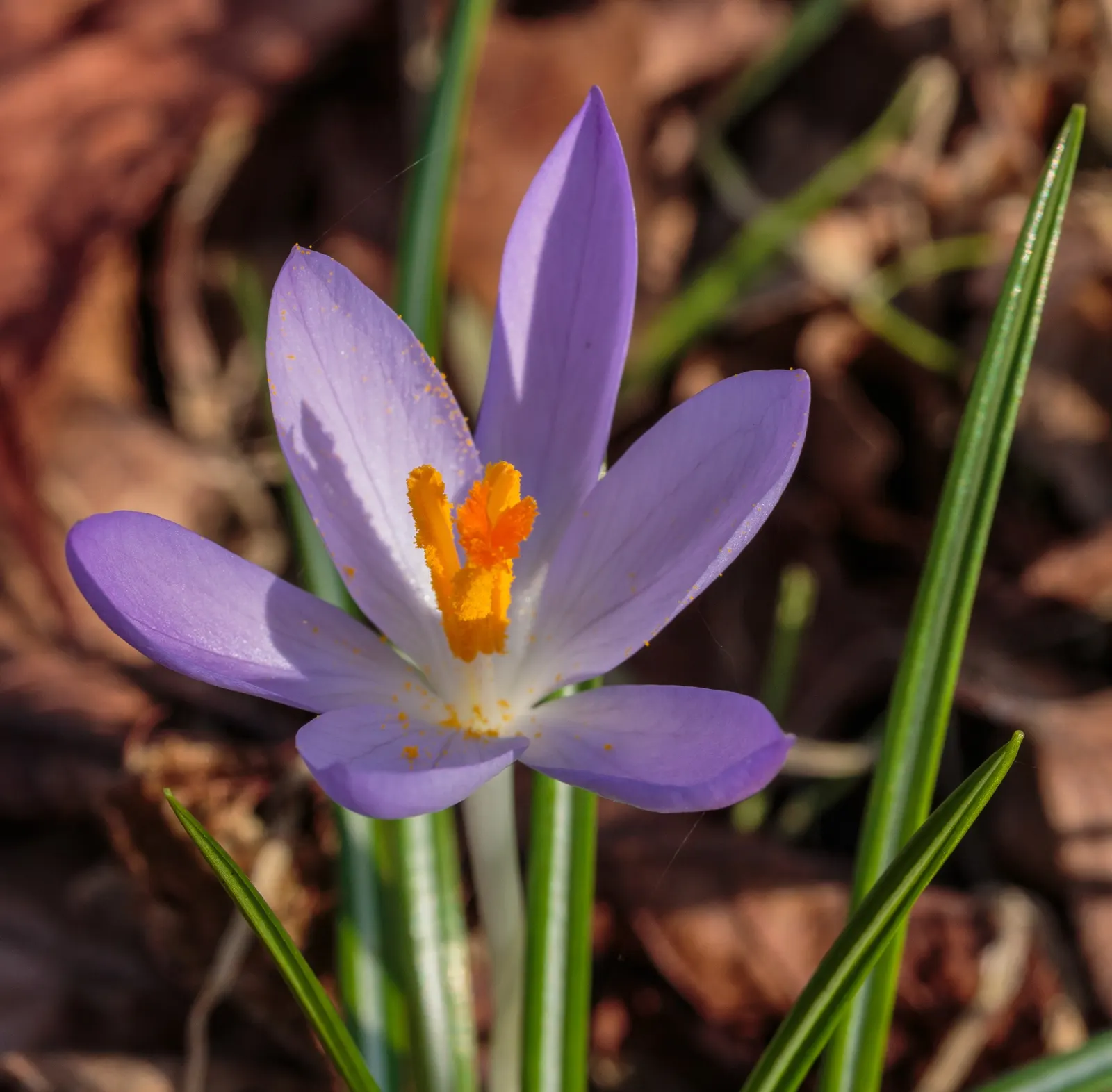 Crocus (Crocus Vernus) — requiring minimal care once established; often even pushing up through the snow, image 146