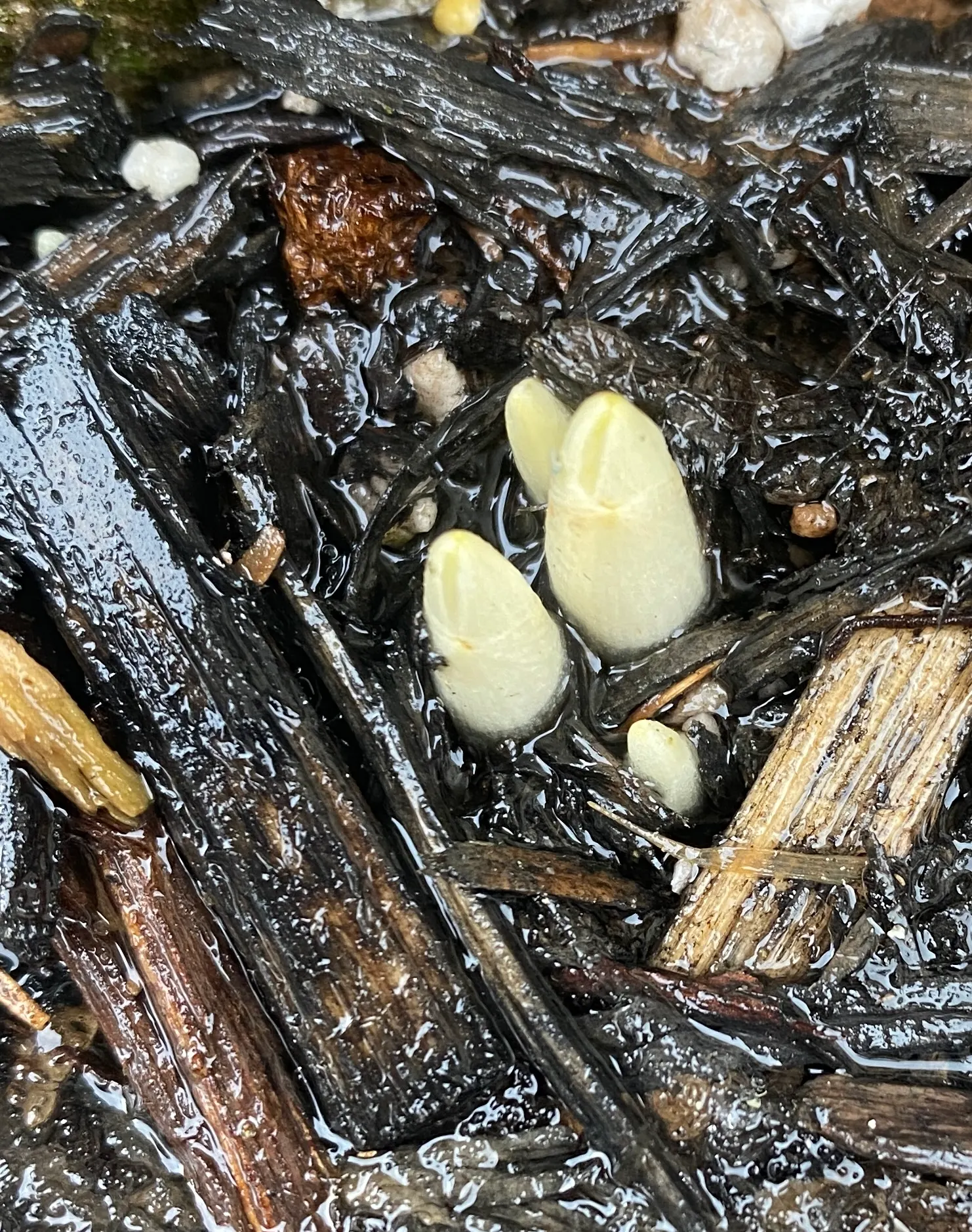 Crocus (Crocus Vernus) — is a herald of spring with cup-shaped; plant corms 3-4 inches deep and 2-3 inches apart, image 125