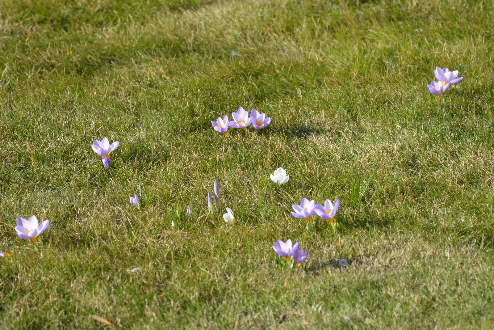 Crocus (Crocus Vernus) — bulb for full or half