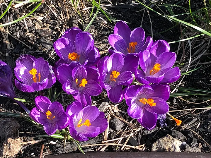 Crocus (Crocus Vernus) — with each bulb producing narrow; grass-like leaves and a singular striking flower, image 135