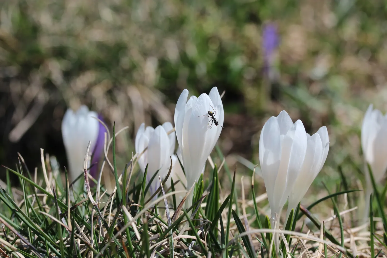 Crocus (Crocus Vernus) — The blooms exhibit a stunning range of colors