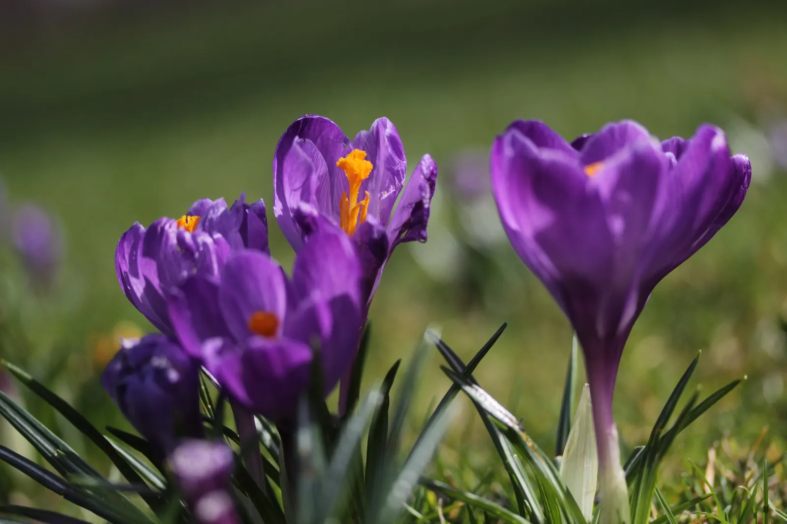 Crocus (Crocus Vernus) — A unique characteristic of crocuses is their cup-shaped, image 109