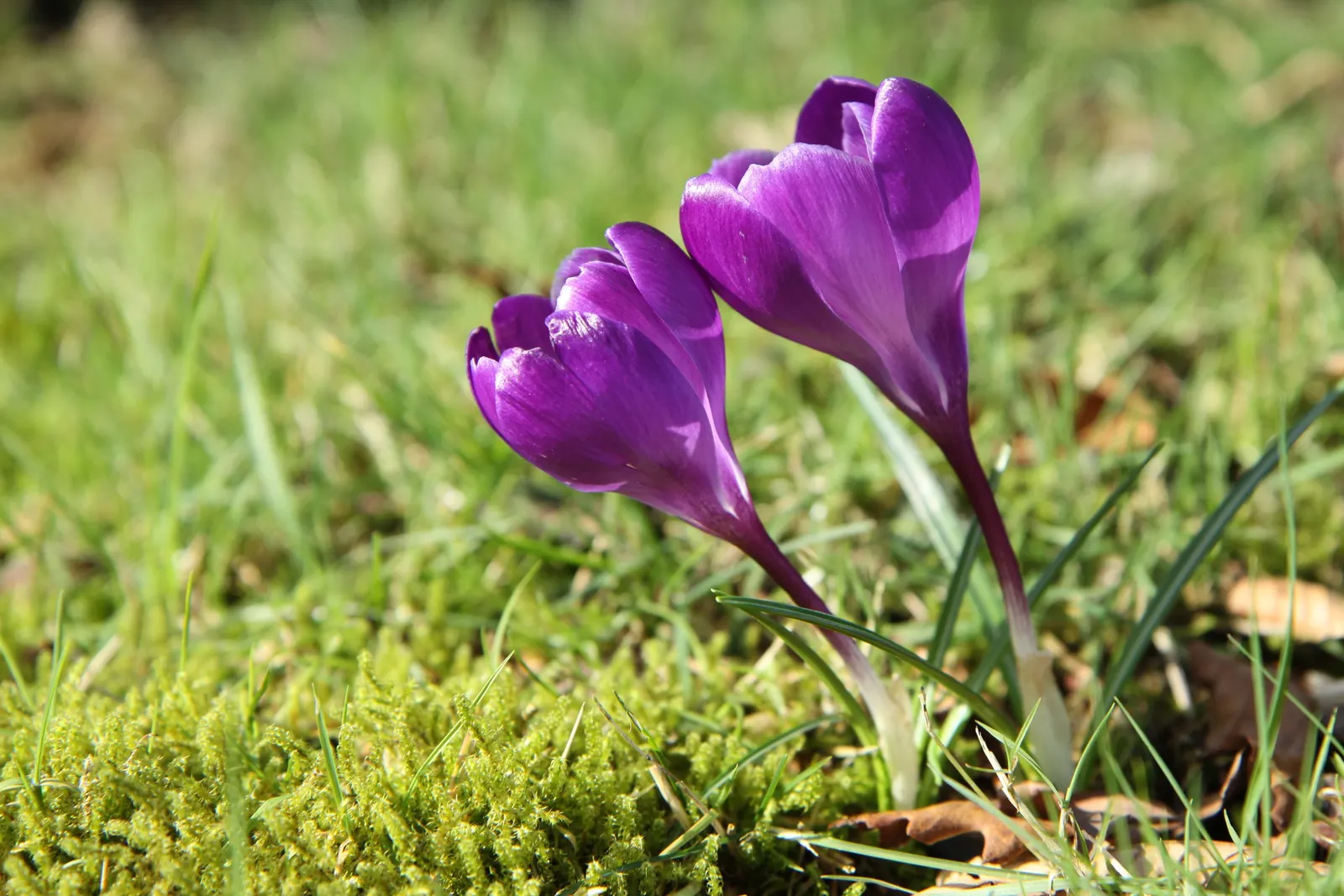 Crocus (Crocus Vernus) — 3 to 4 inches deep and about 2 to 3 inches apart; it's resistant to deer and other pests, image 141