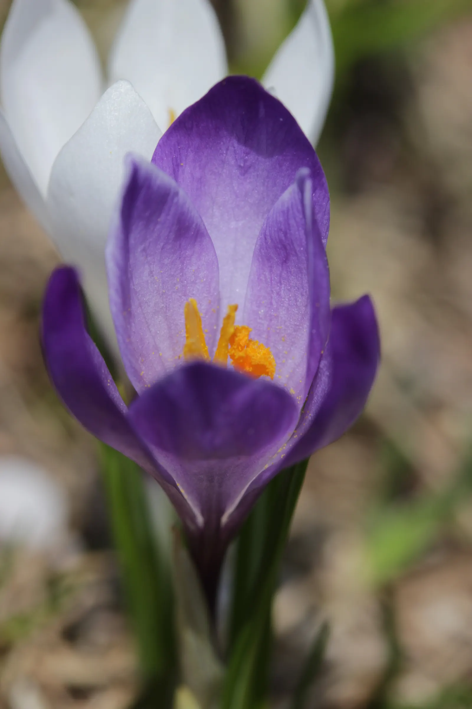 Crocus (Crocus Vernus) — vibrant flowers in purple; with each bulb producing narrow