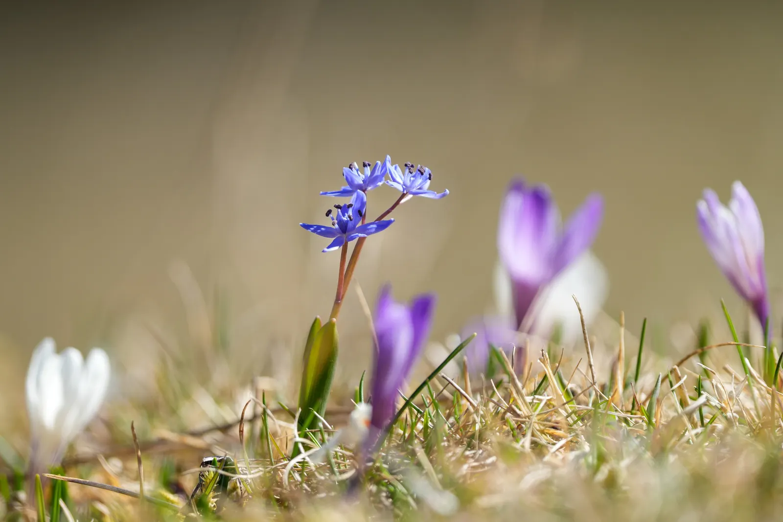 Crocus (Crocus Vernus) — these bulbs can be used to provide early spring color; and is an excellent choice for rock gardens, image 119
