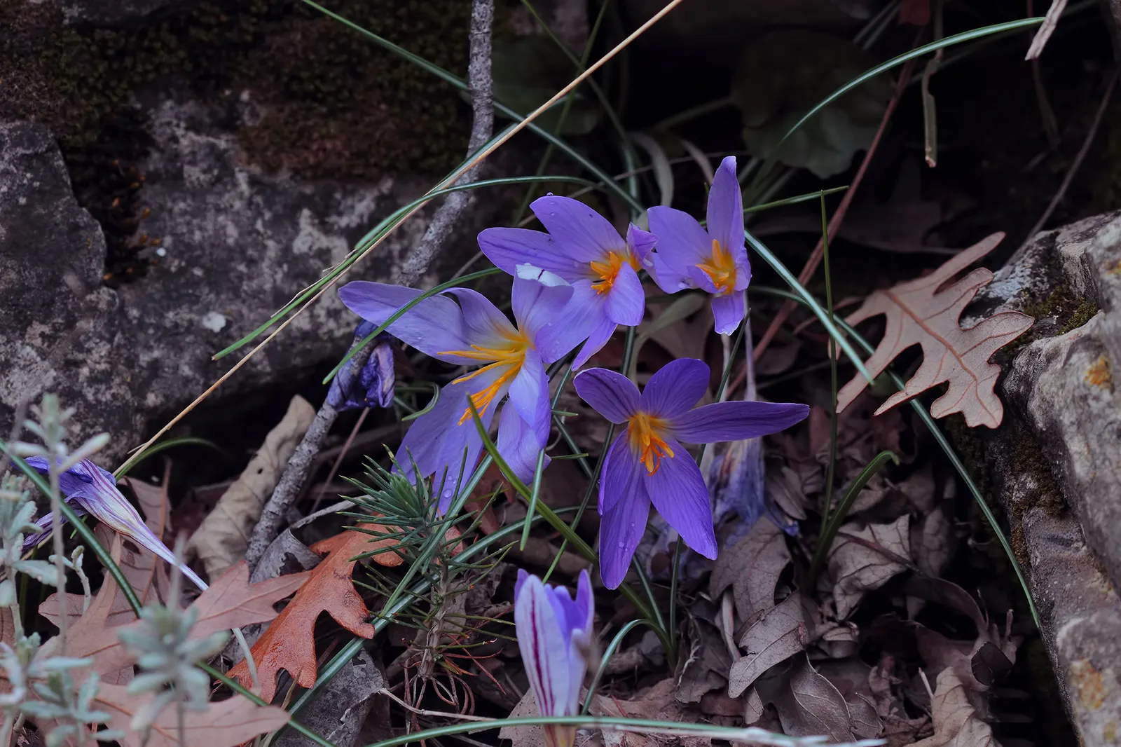 Crocus (Crocus Vernus) — is an enchanting herbaceous perennial that heralds the arrival of spring with its vibrant blooms; requiring minimal care, image 132
