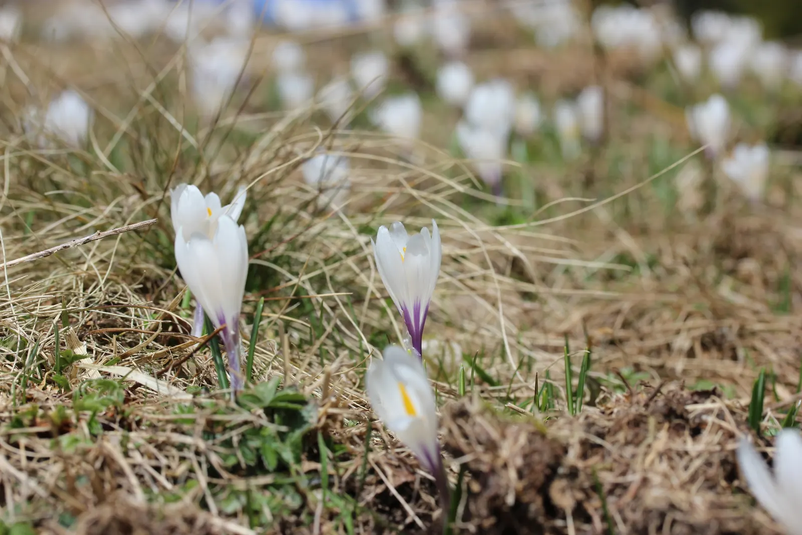 Crocus (Crocus Vernus) — and deep yellows to striped or variegated patterns