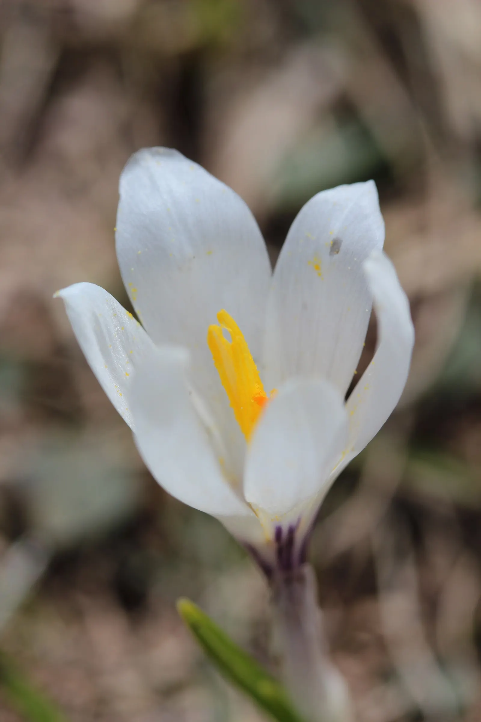Crocus (Crocus Vernus) — It's resistant to deer and other pests