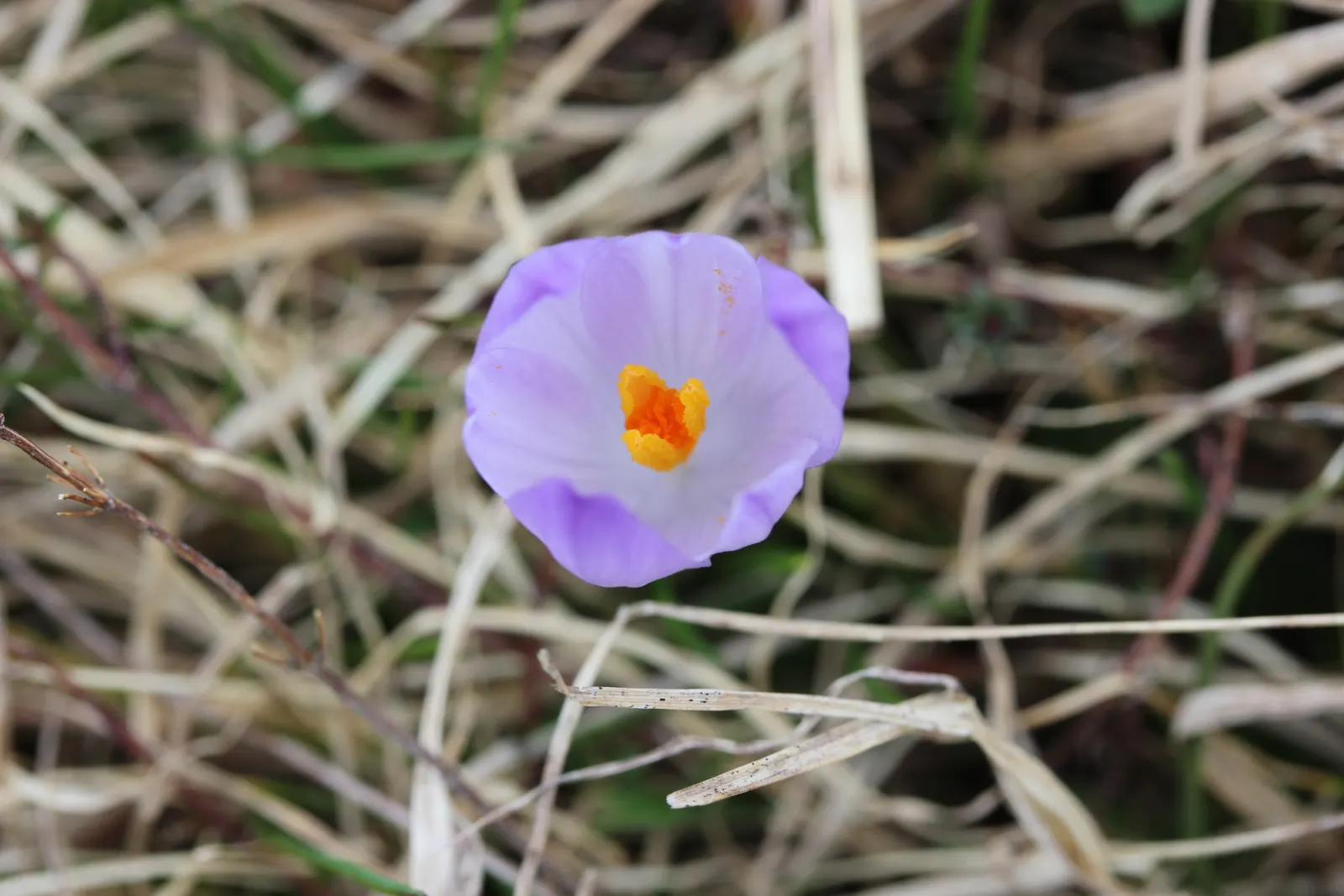 Crocus (Crocus Vernus) — in well-drained soil to ensure proper root development; bulb with purple and white blooms, image 204