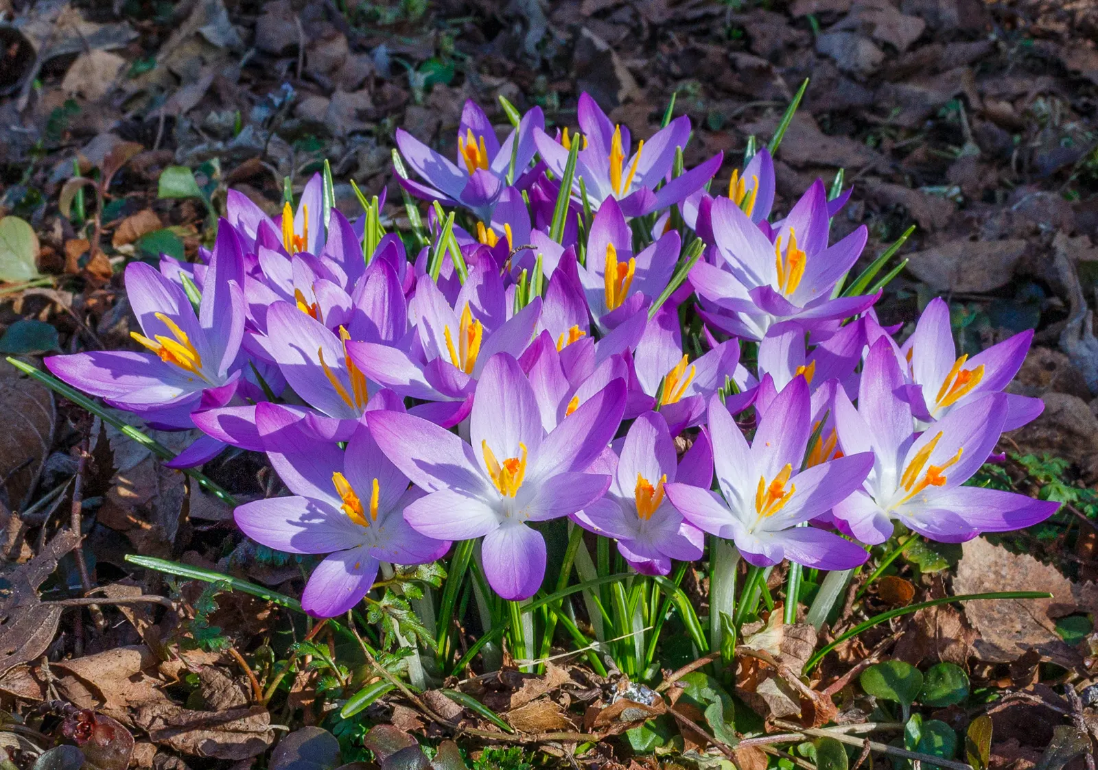 Crocus (Crocus Vernus) — commonly referred to as the Spring Crocus or Giant Crocus; with each flower measuring approximately 1 to 1.5 inches in, image 131