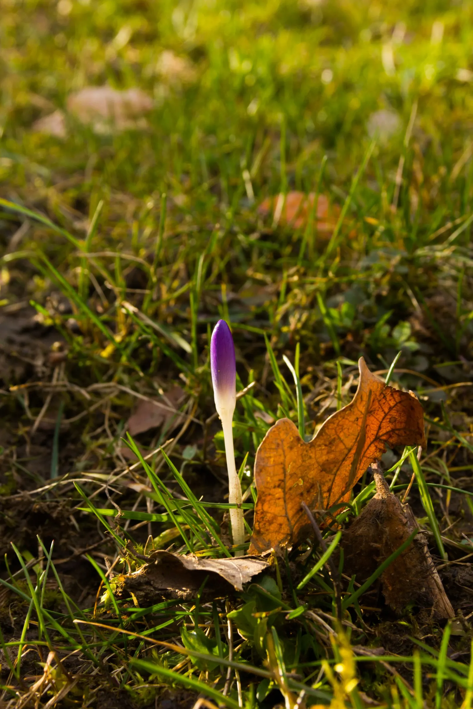 Crocus (Crocus Vernus) — grass-like leaves and a singular striking flower; these plants thrive in full sun to partial shade and are hardy in USDA, image 136