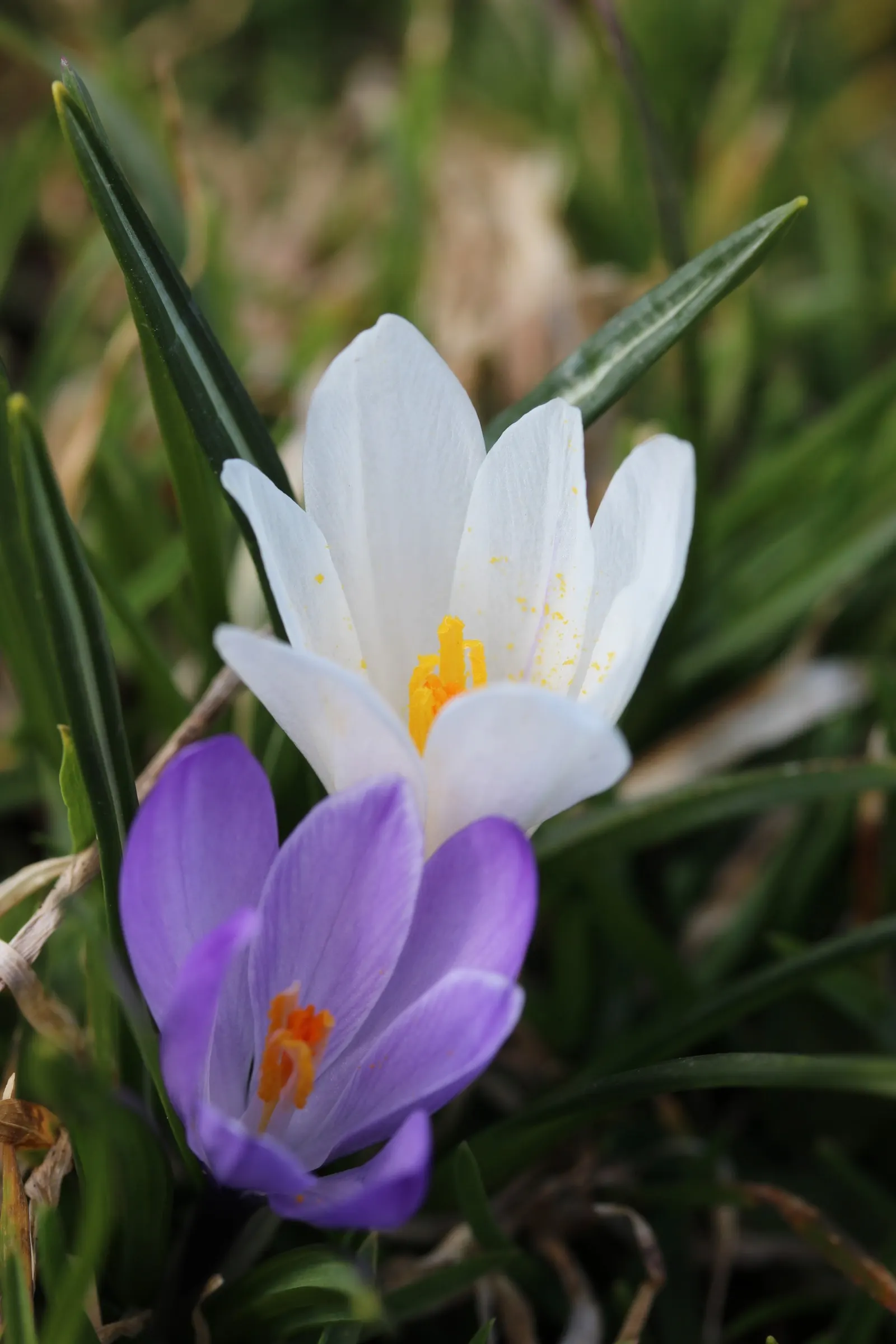 Crocus (Crocus Vernus) — with each bulb producing narrow