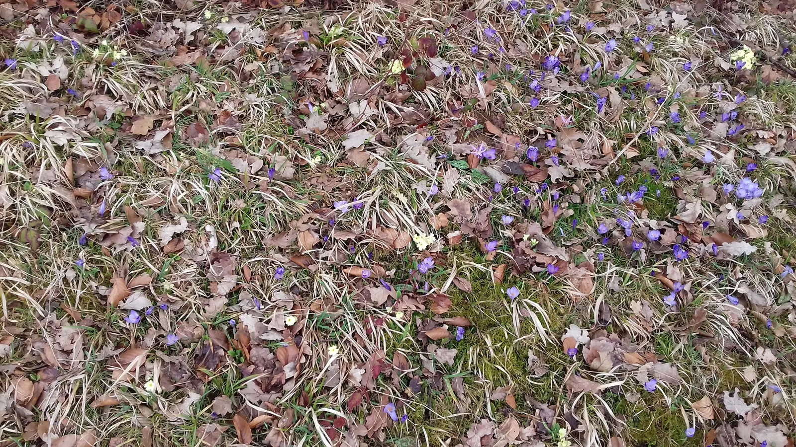 Crocus (Crocus Vernus) — These plants thrive in full sun to partial shade and are hardy in USDA zones 3 through 8