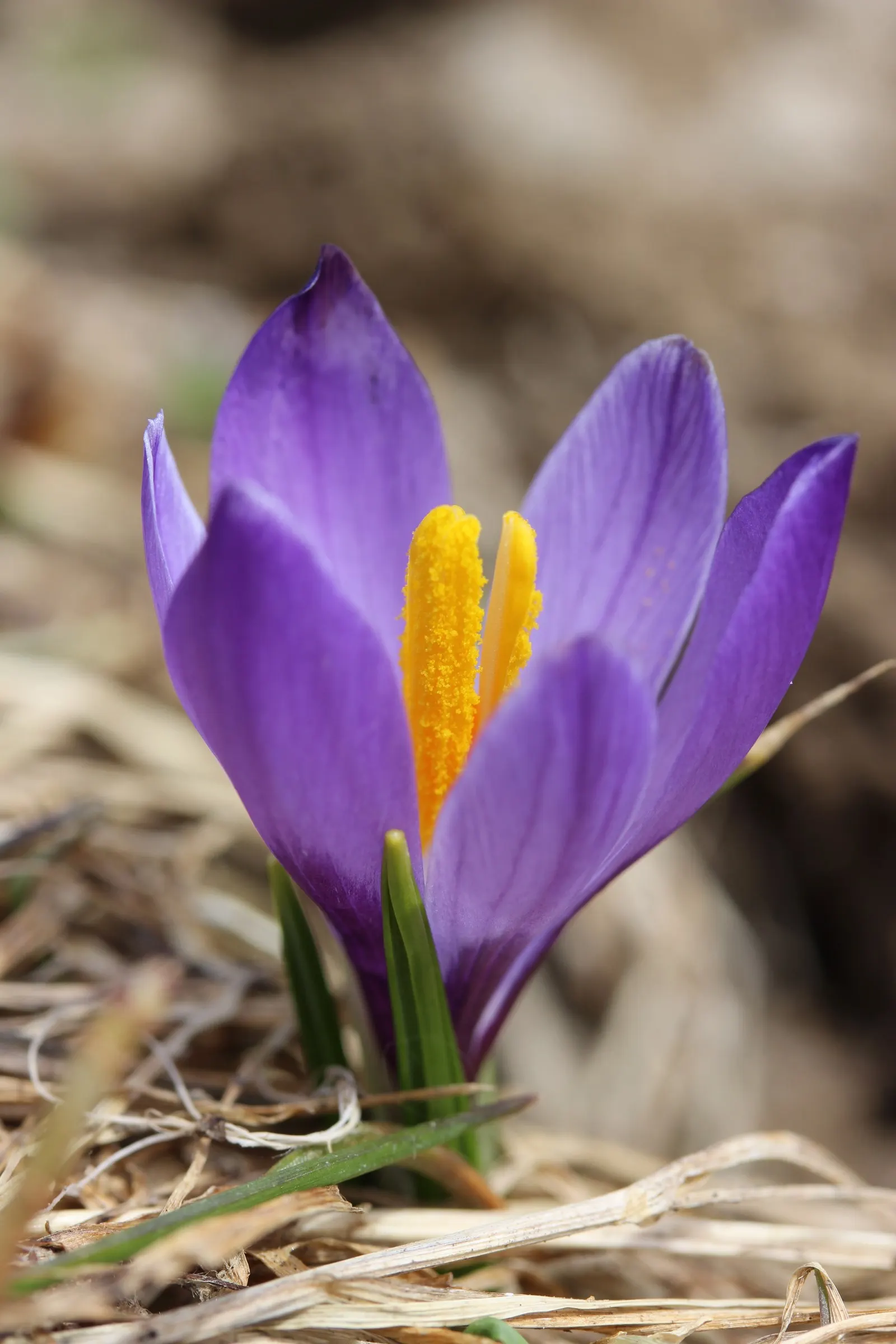 Crocus (Crocus Vernus) — requiring minimal care once established; often even pushing up through the snow, image 208