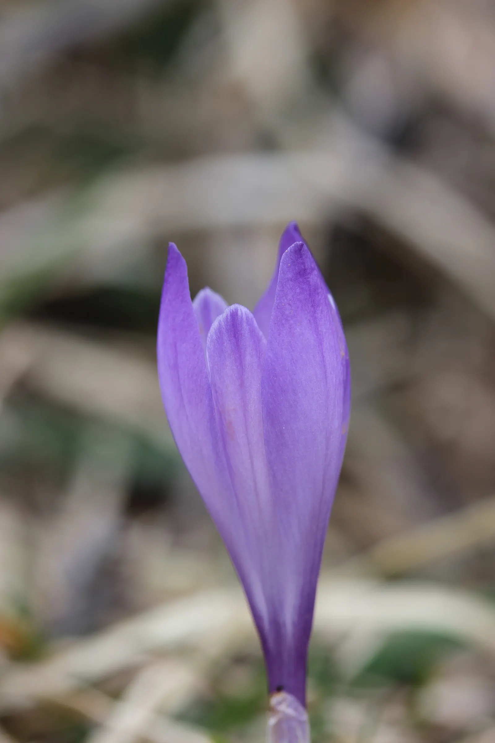 Crocus (Crocus Vernus) — 3 to 4 inches deep and about 2 to 3 inches apart