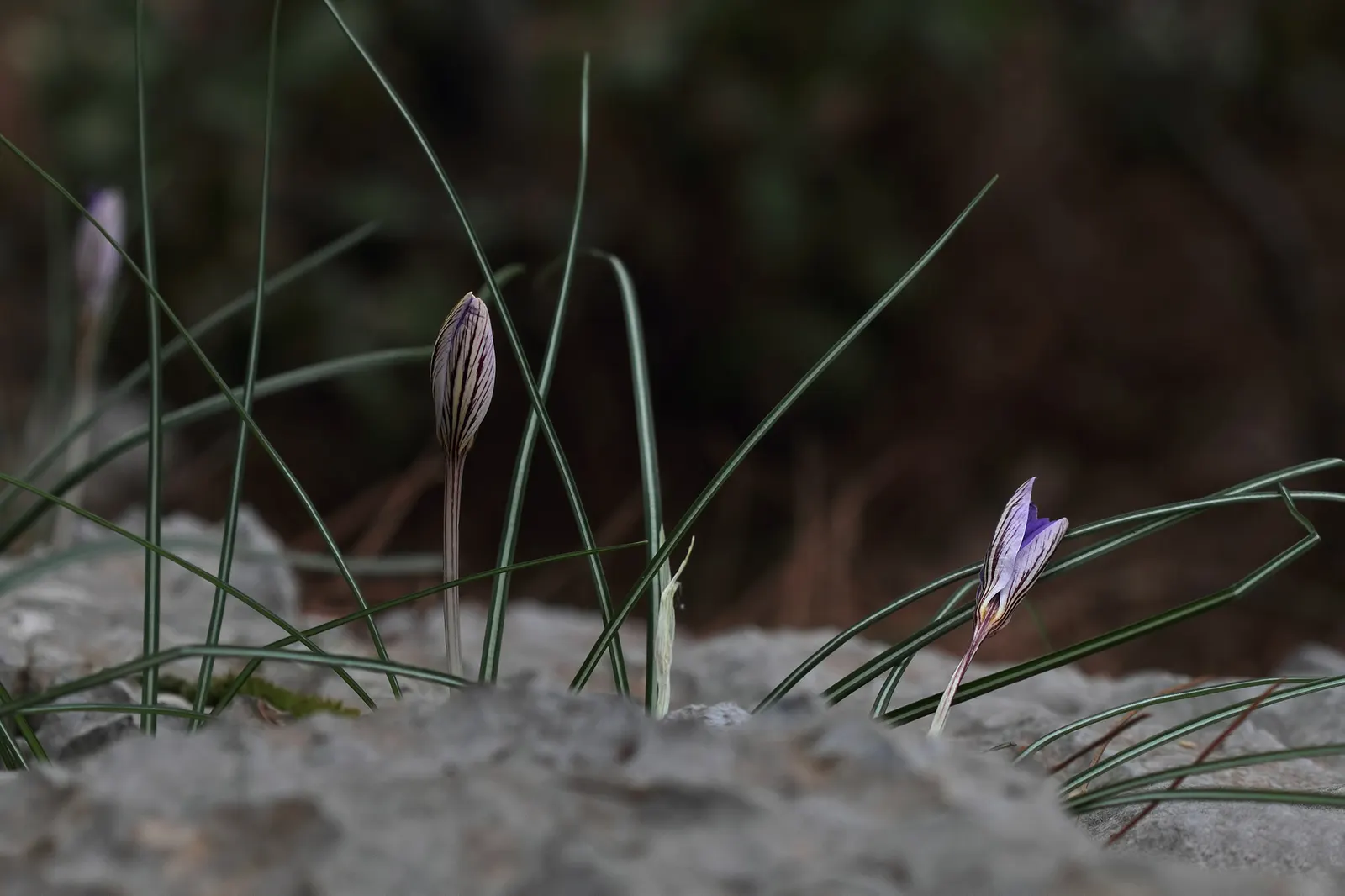 Crocus (Crocus Vernus) — Reaching 3-6 inches in height, it thrives in full sun to partial shade and well-draining soil; in well-drained soil to, image 127