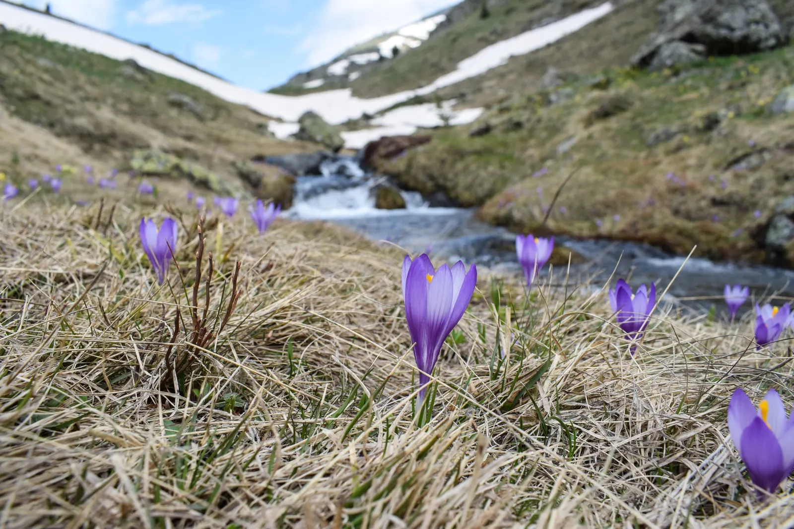 Crocus (Crocus Vernus) — Plant corms 3-4 inches deep and 2-3 inches apart; when designing a garden landscape