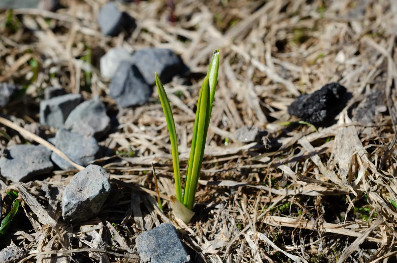 Crocus (Crocus Vernus) — offering early-season nectar for pollinators and a splash of color to awakening gardens; is an enchanting herbaceous, image 130