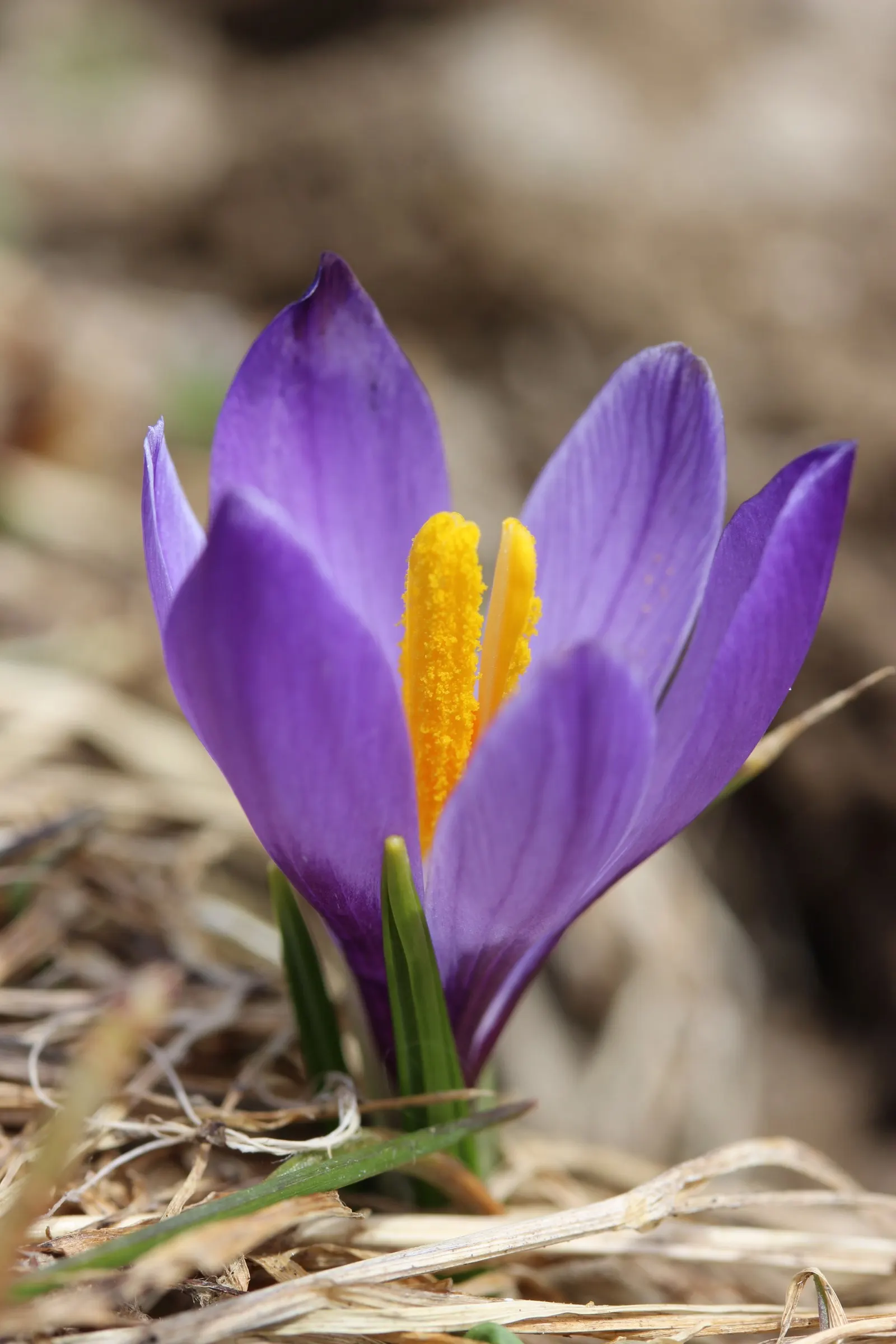 Crocus (Crocus Vernus) — in well-drained soil to ensure proper root development