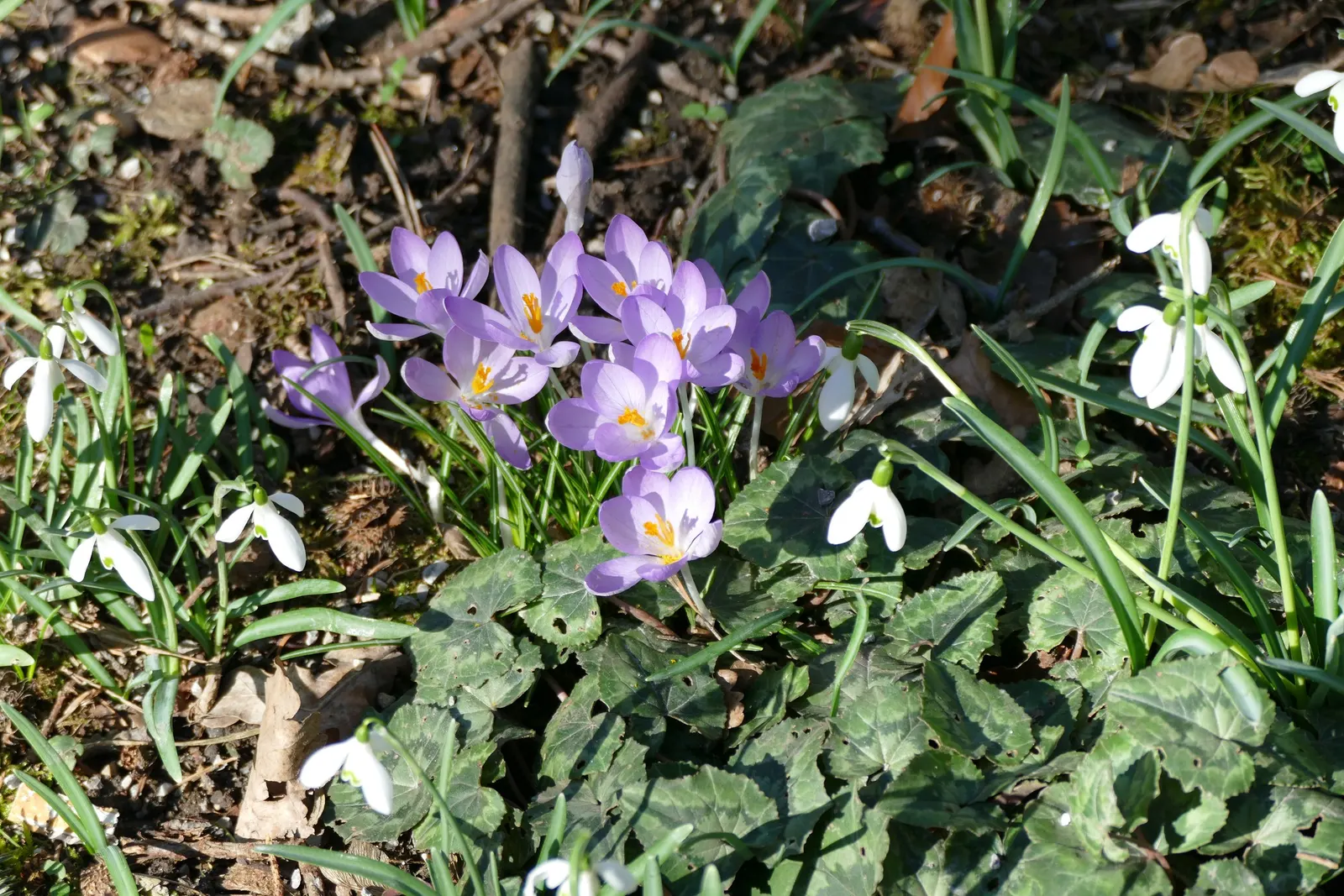 Crocus (Crocus Vernus) — providing a striking contrast and a promise of the warmer weather to come; commonly referred to as the Spring Crocus or, image 121