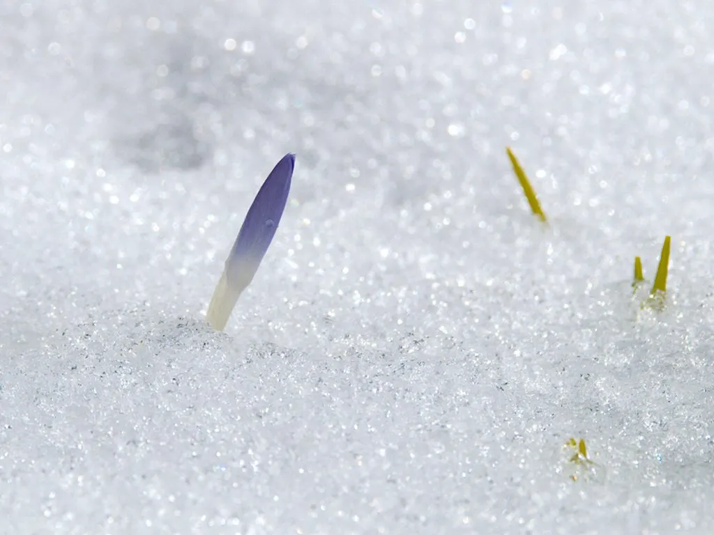 Crocus (Crocus Vernus) — These plants thrive in full sun to partial shade and are hardy in USDA zones 3 through 8; offering early-season nectar for, image 112