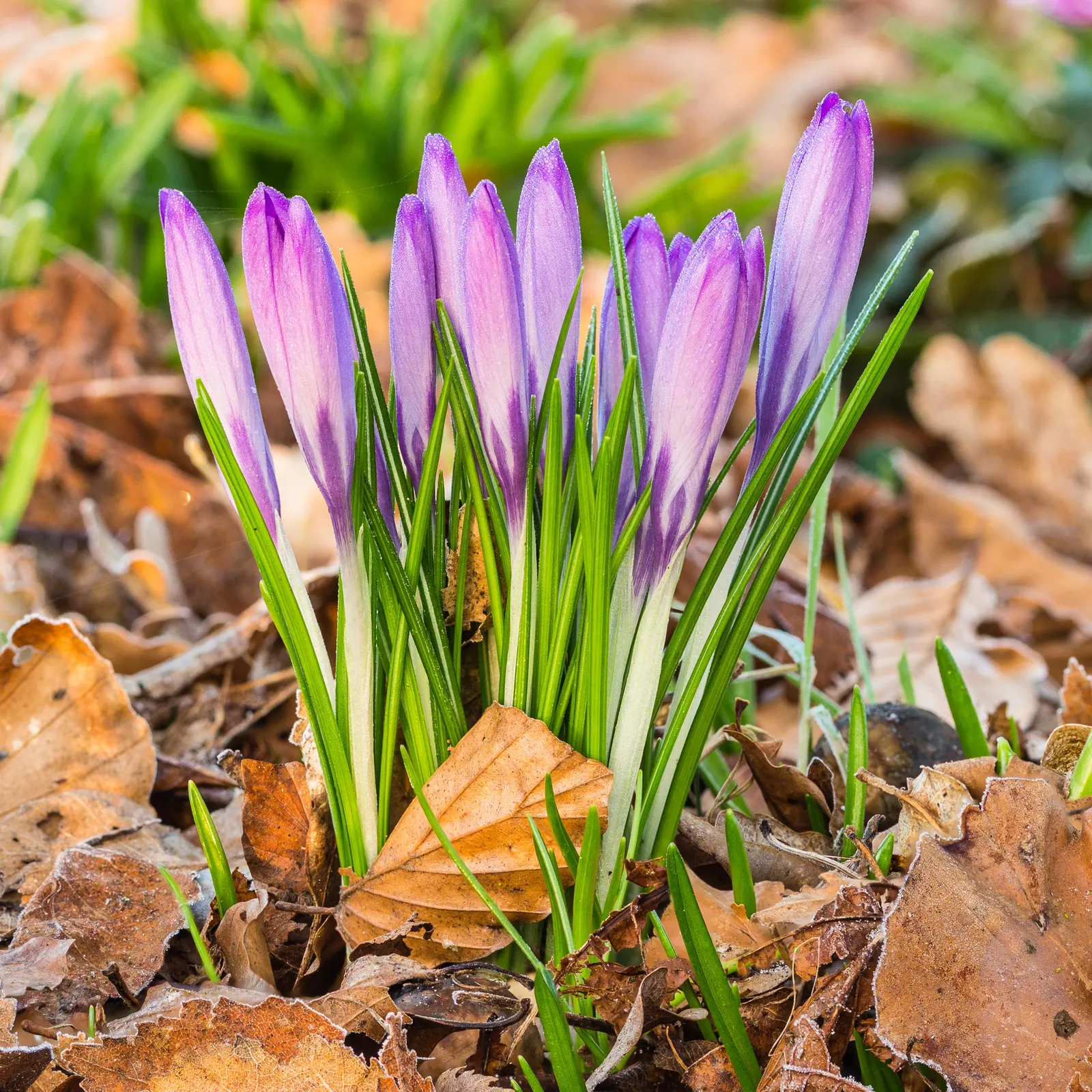 Crocus (Crocus Vernus) — and deep yellows to striped or variegated patterns; vibrant flowers in purple, image 138